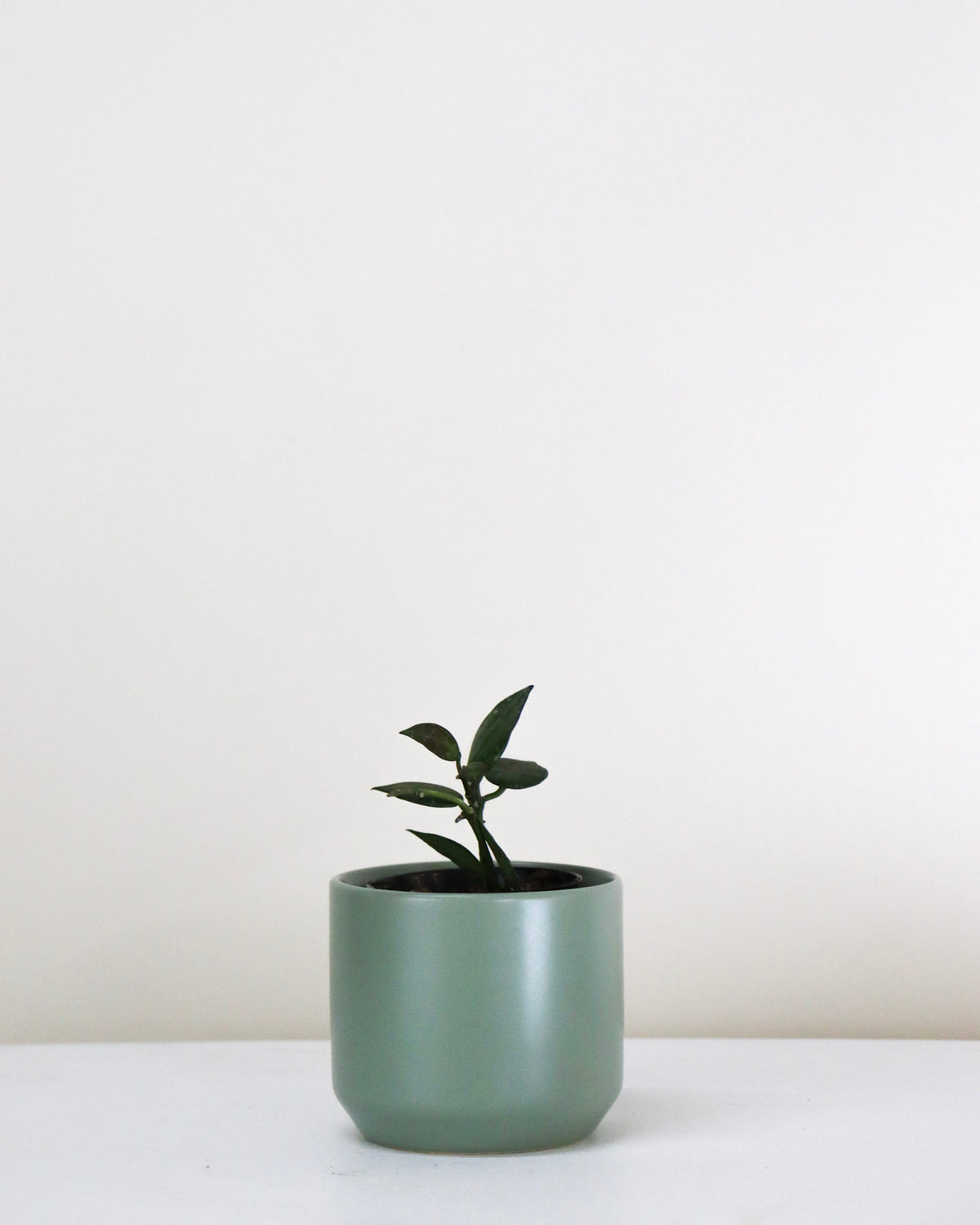 Hoya krohniana « Splash »