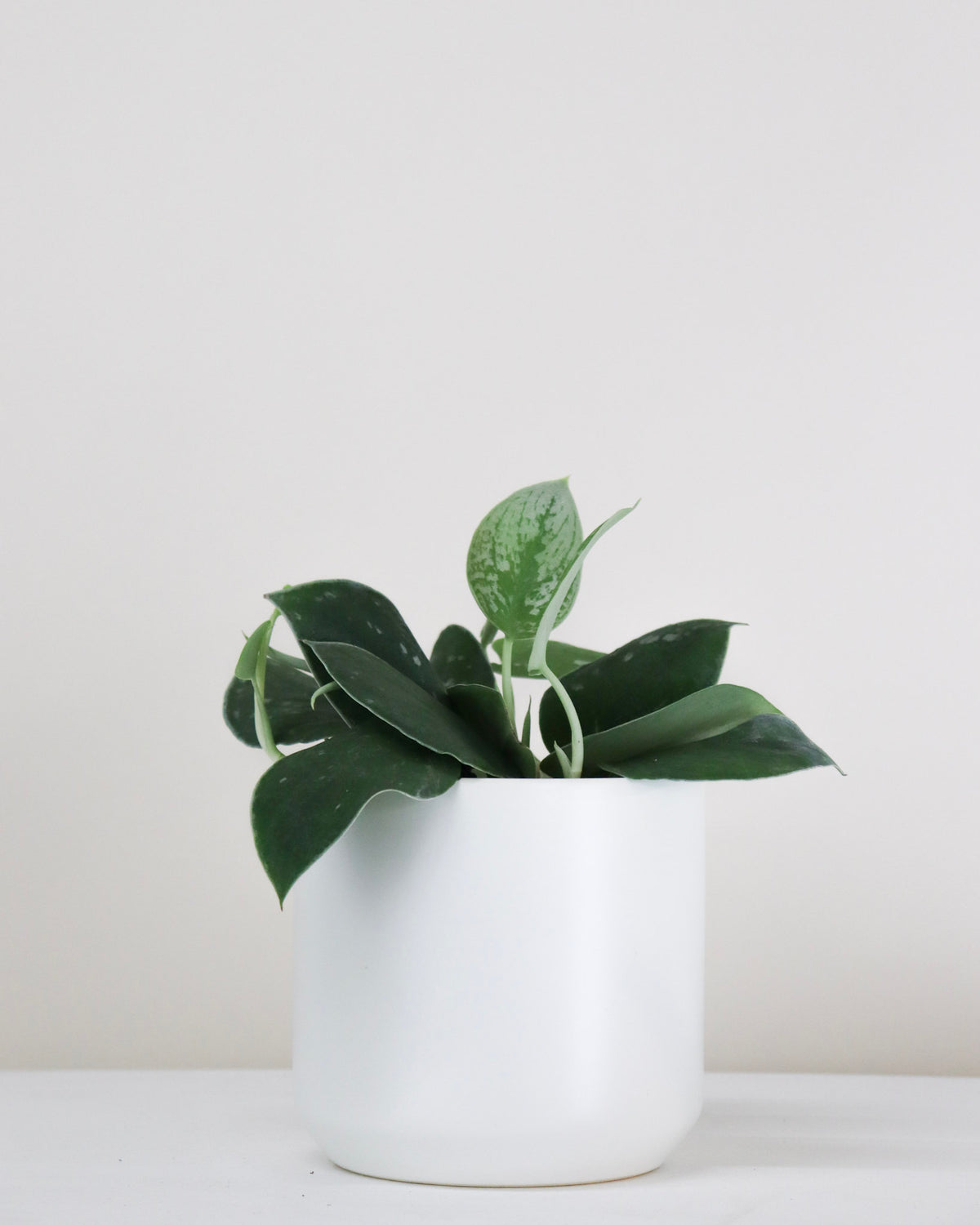 Scindapsus pictus « Silvery Ann »