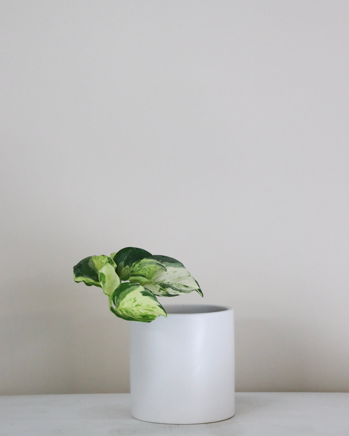 Epipremnum aureum « Manjula »