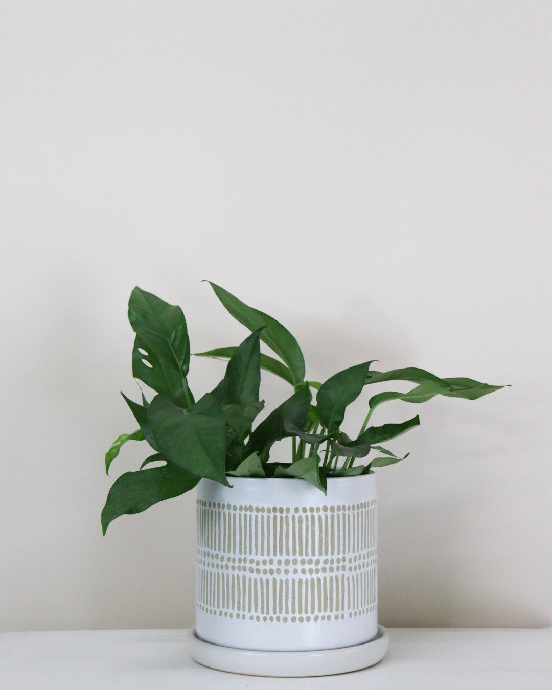 Epipremnum pinnatum « Baltic Blue »