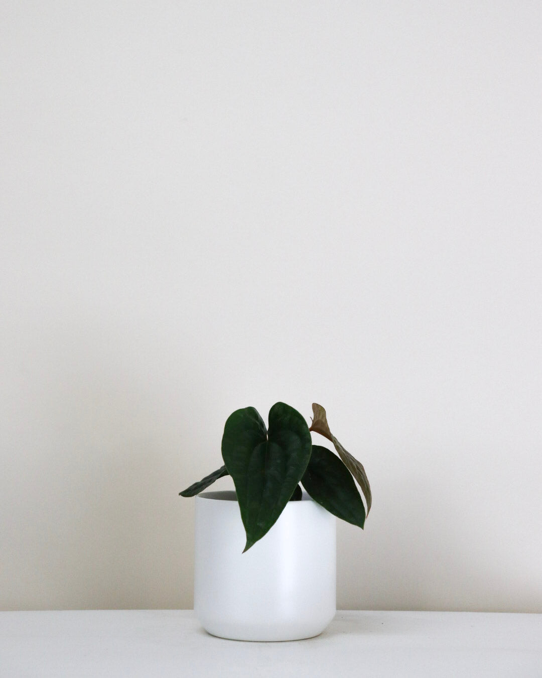 Anthurium « Radicans X Luxurians »