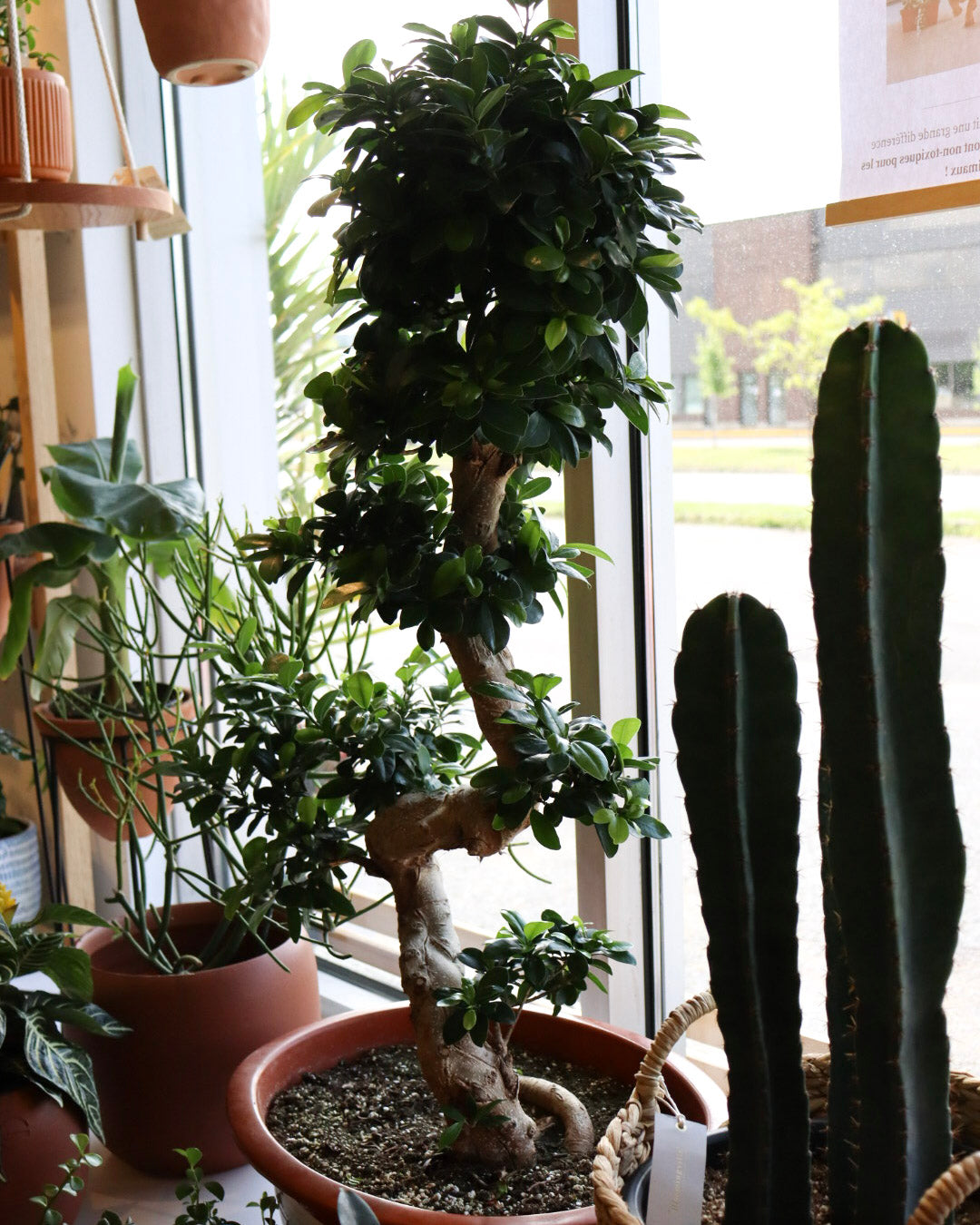 Ficus microcarpa « Ginseng »