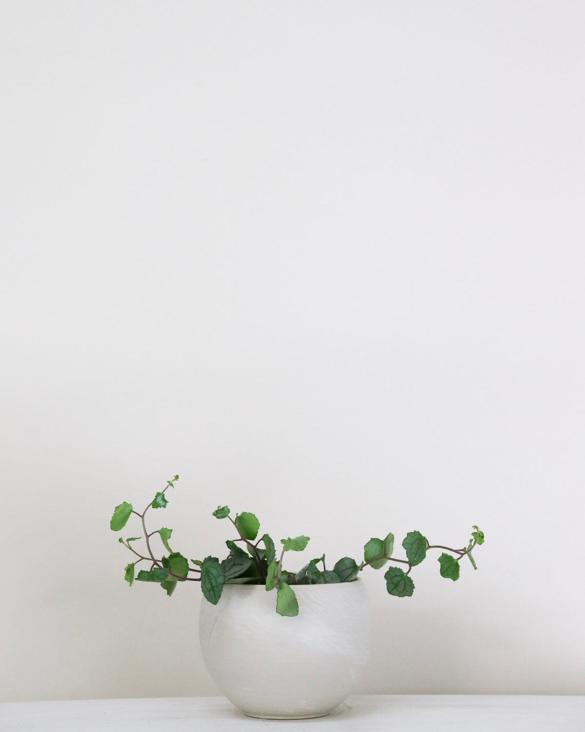 Senecio mikanoides