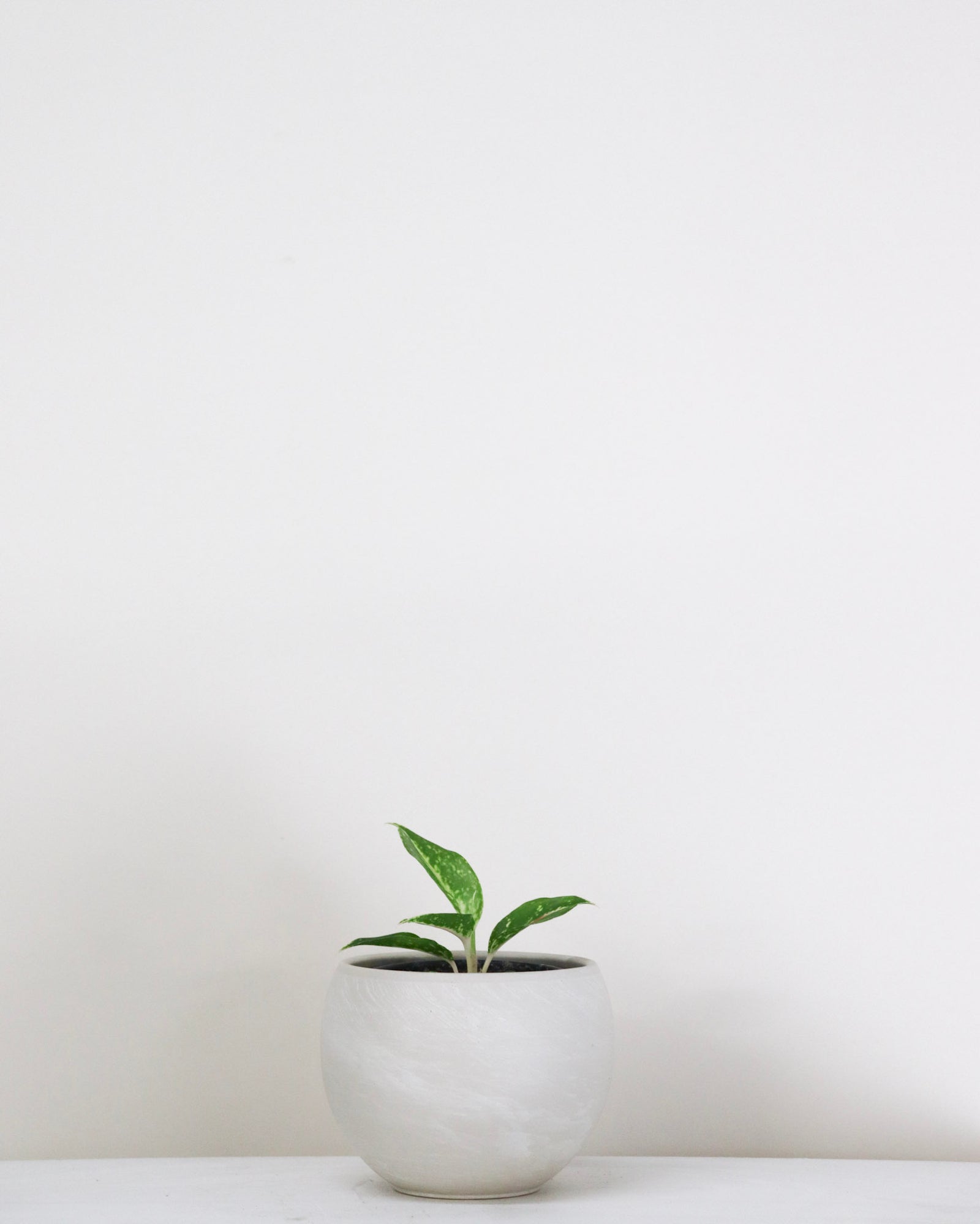 Aglaonema « Starshining »