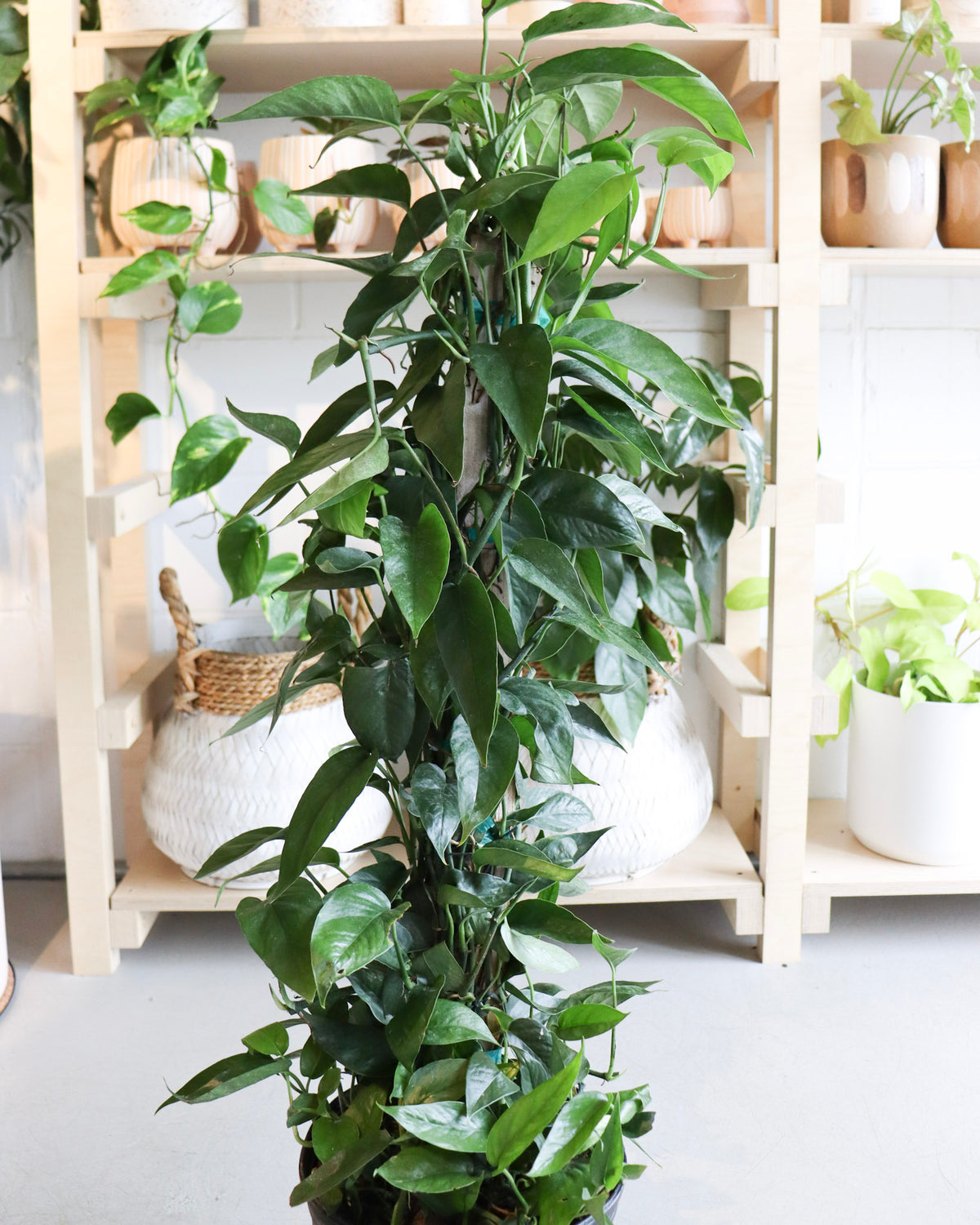 Epipremnum « Dragon Tail »