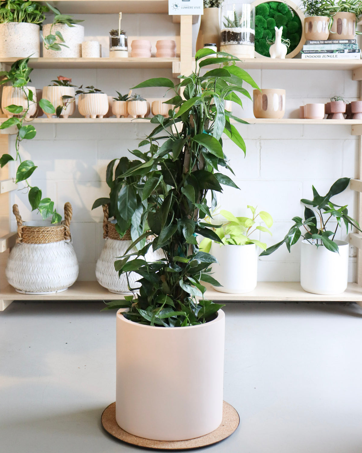 Epipremnum « Dragon Tail »