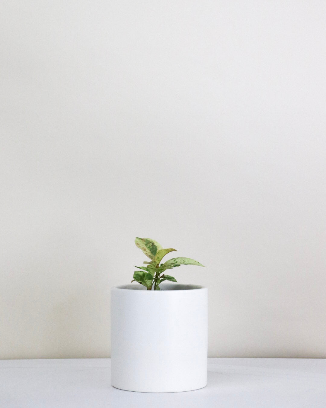 Ficus elastica shivereana « Moonshine »