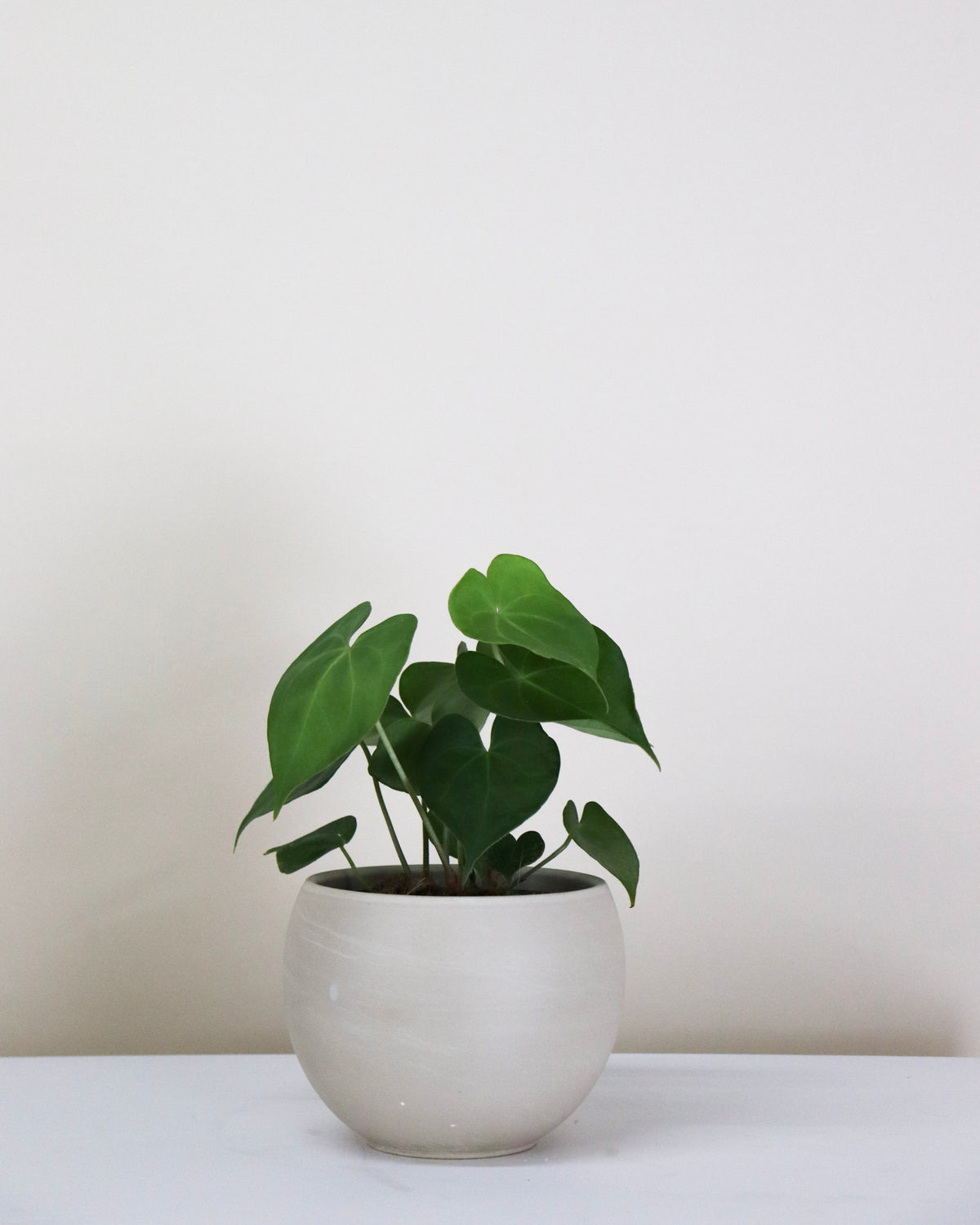 Anthurium pterodactyl