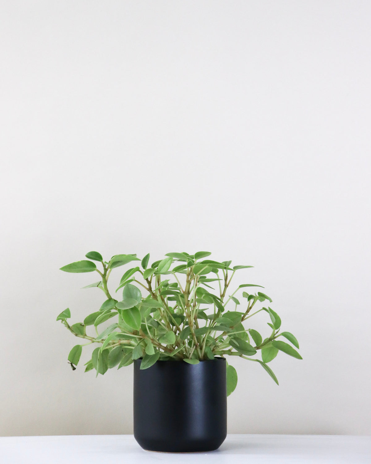 Peperomia « Pixie » 