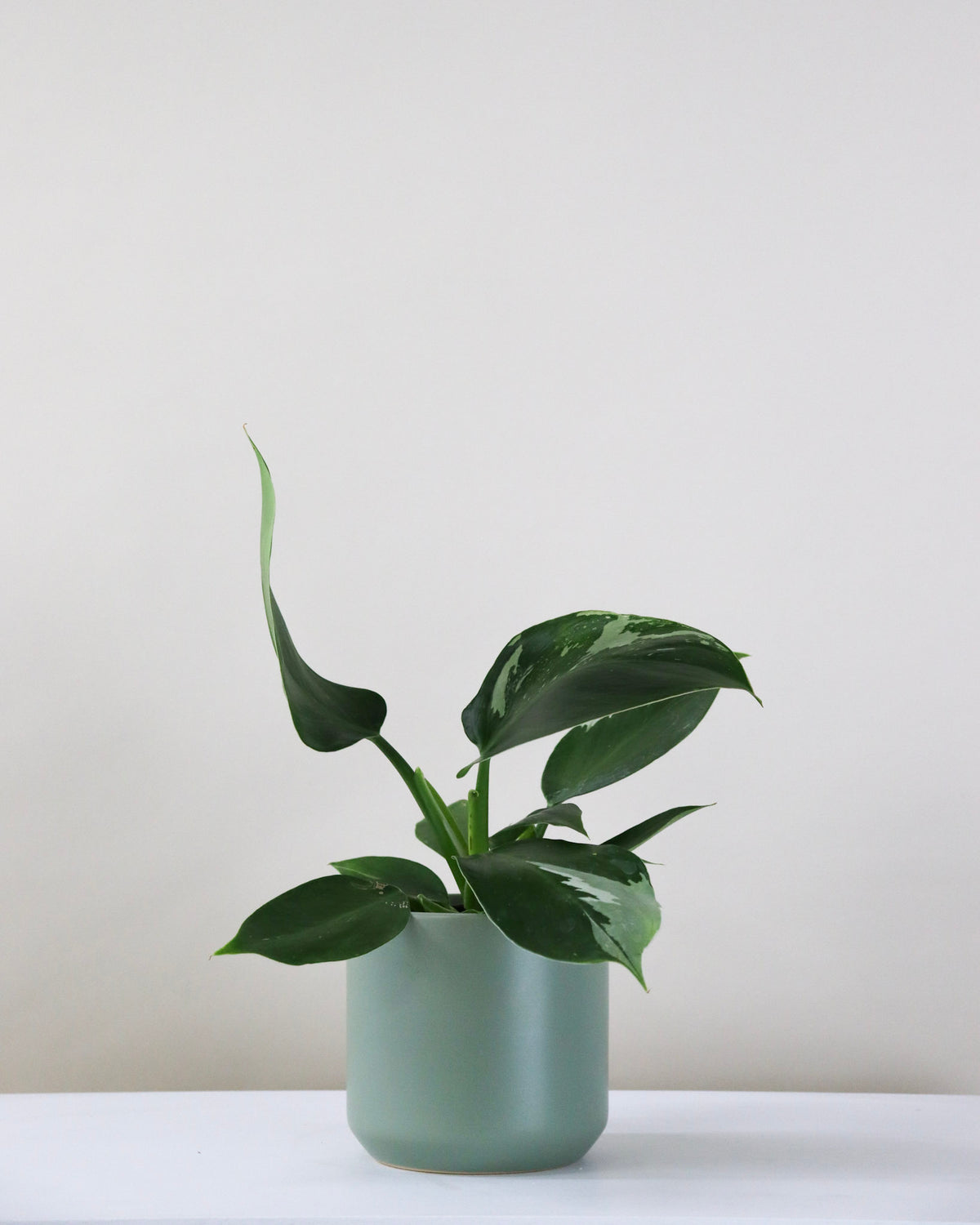 Philodendron « White Princess »