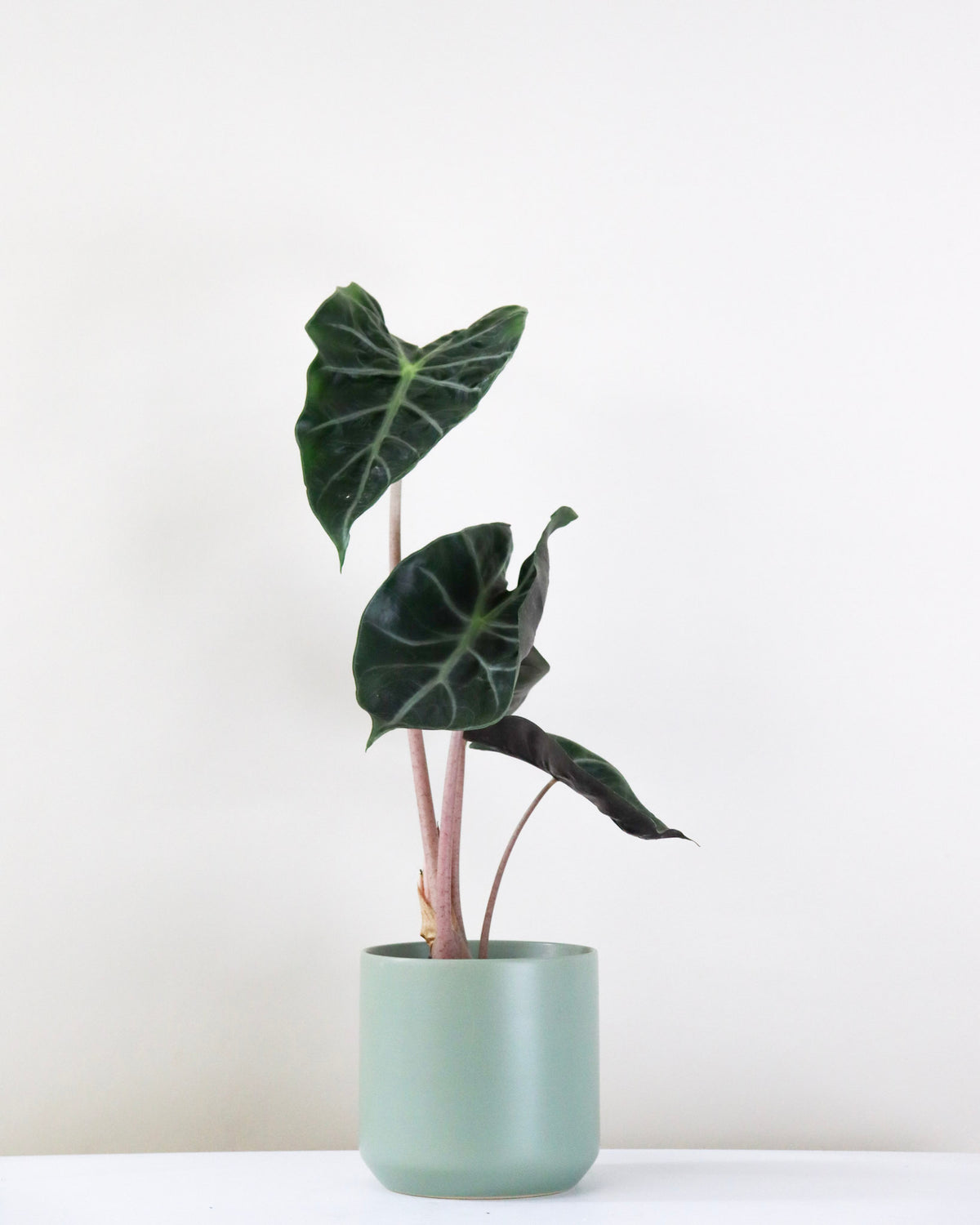 Alocasia « Pink Dragon »