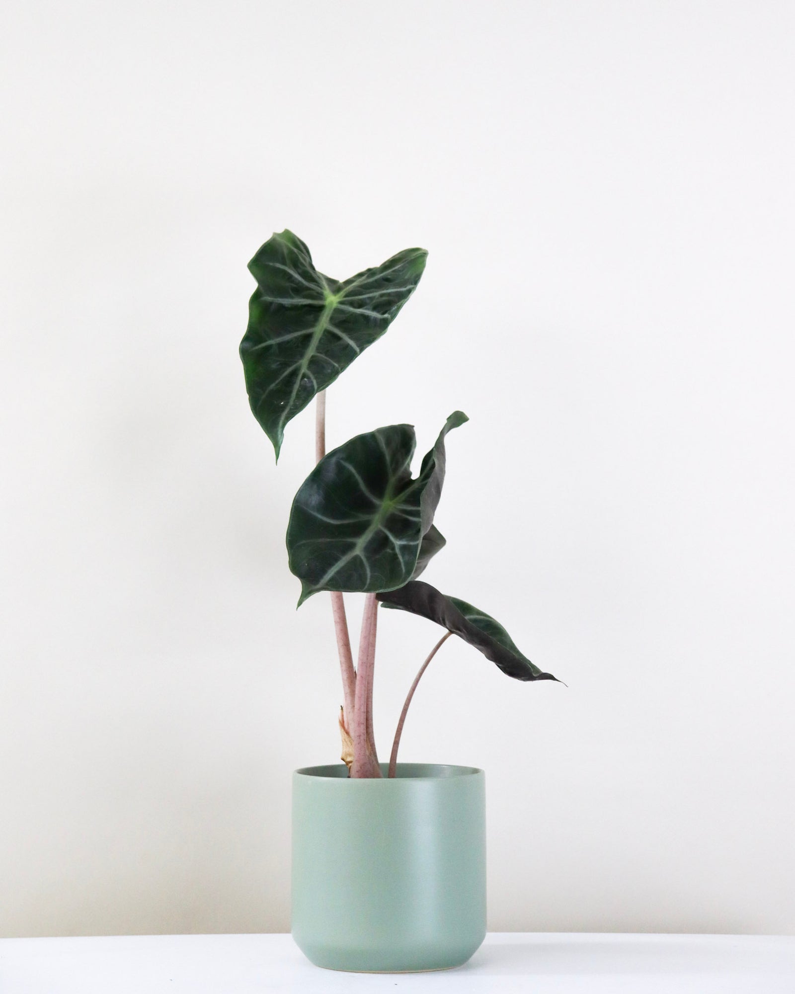 Alocasia « Pink Dragon »