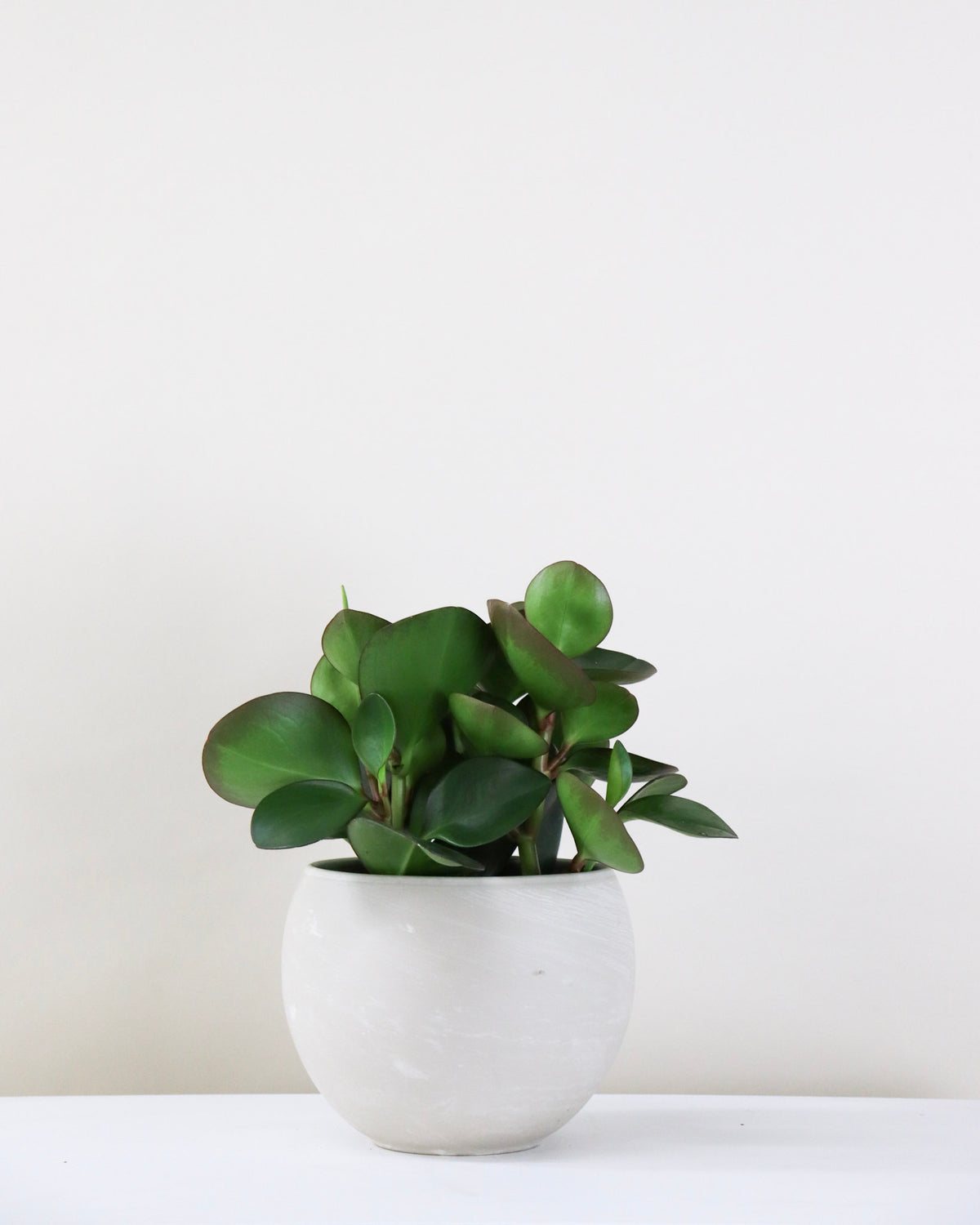 Peperomia obtusifolia « Red Edge »