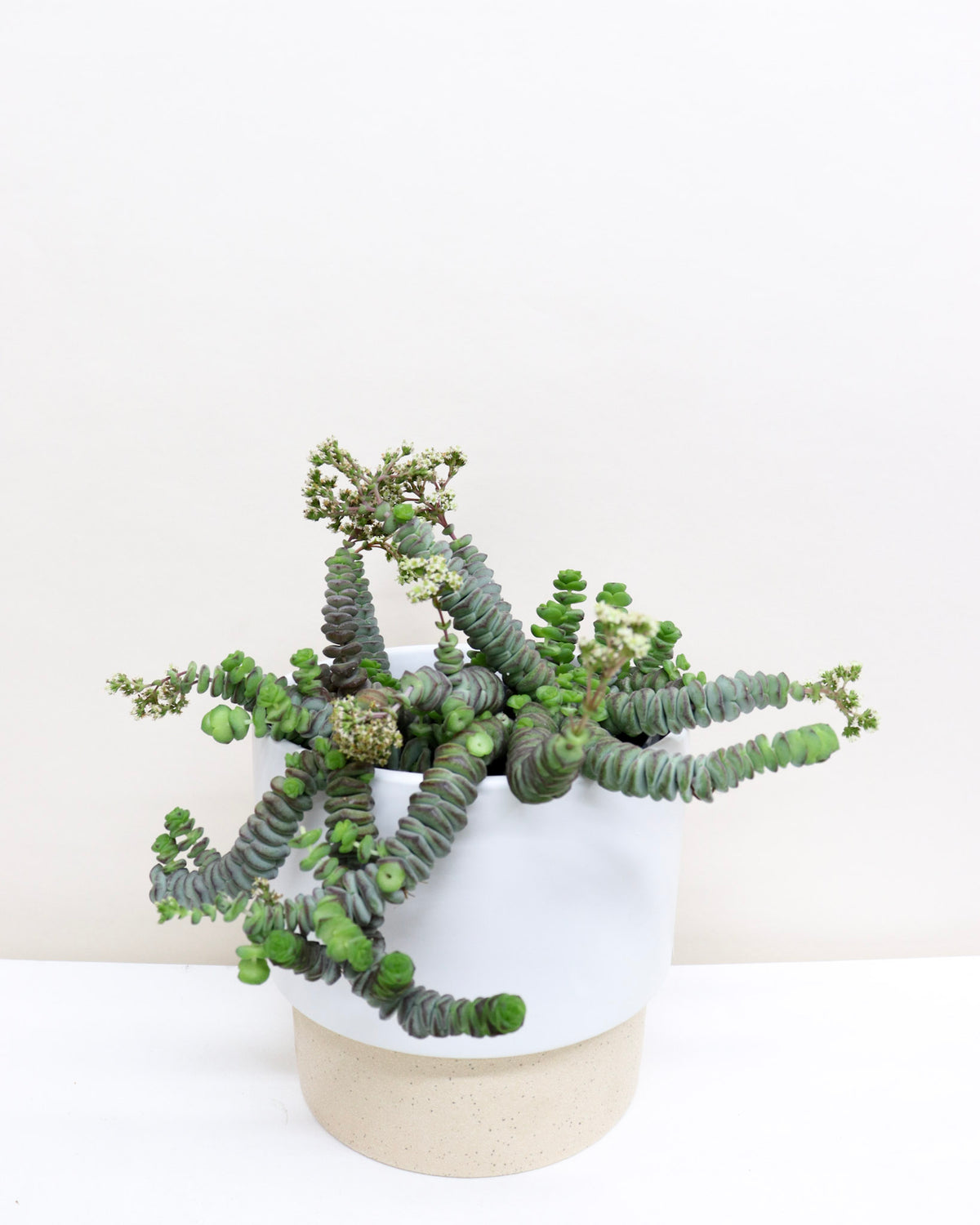 Crassula rupestris