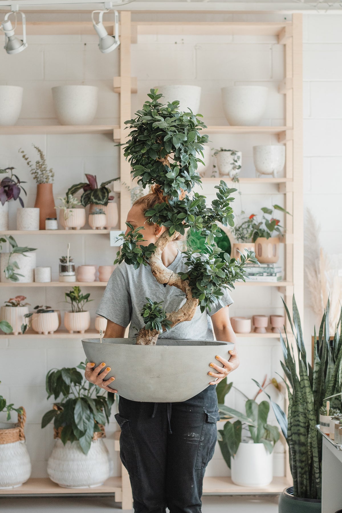 Ficus microcarpa « Ginseng »