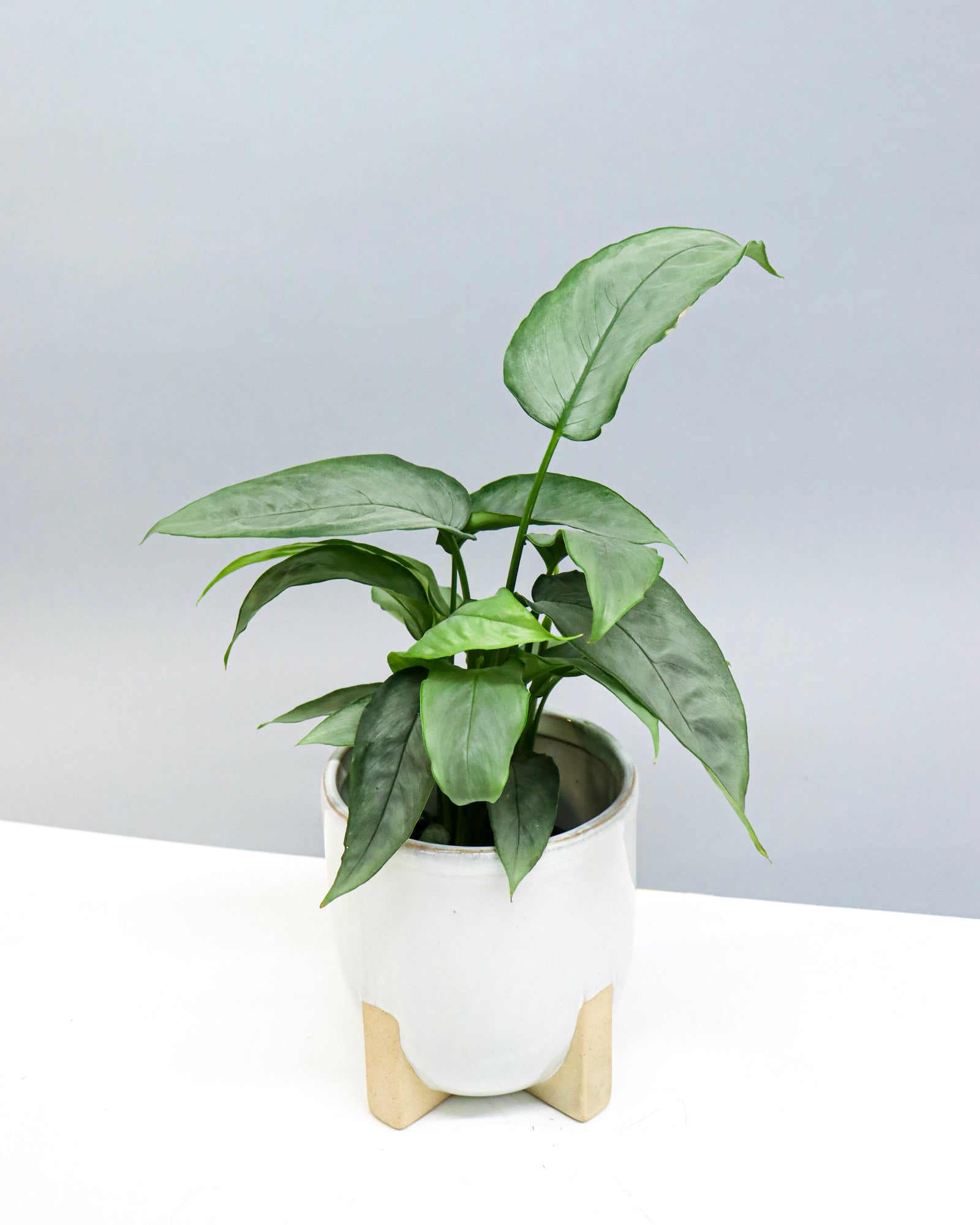 Schismatoglottis « Silver form »