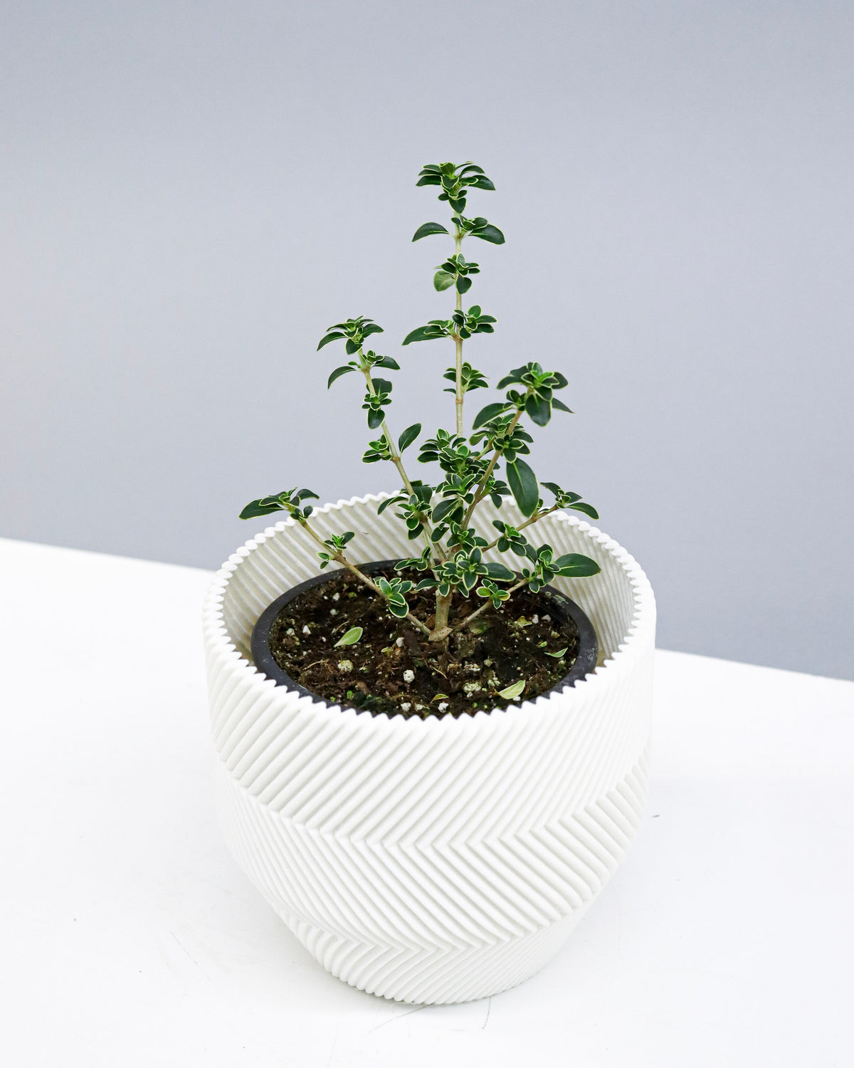 Serissa Japonica