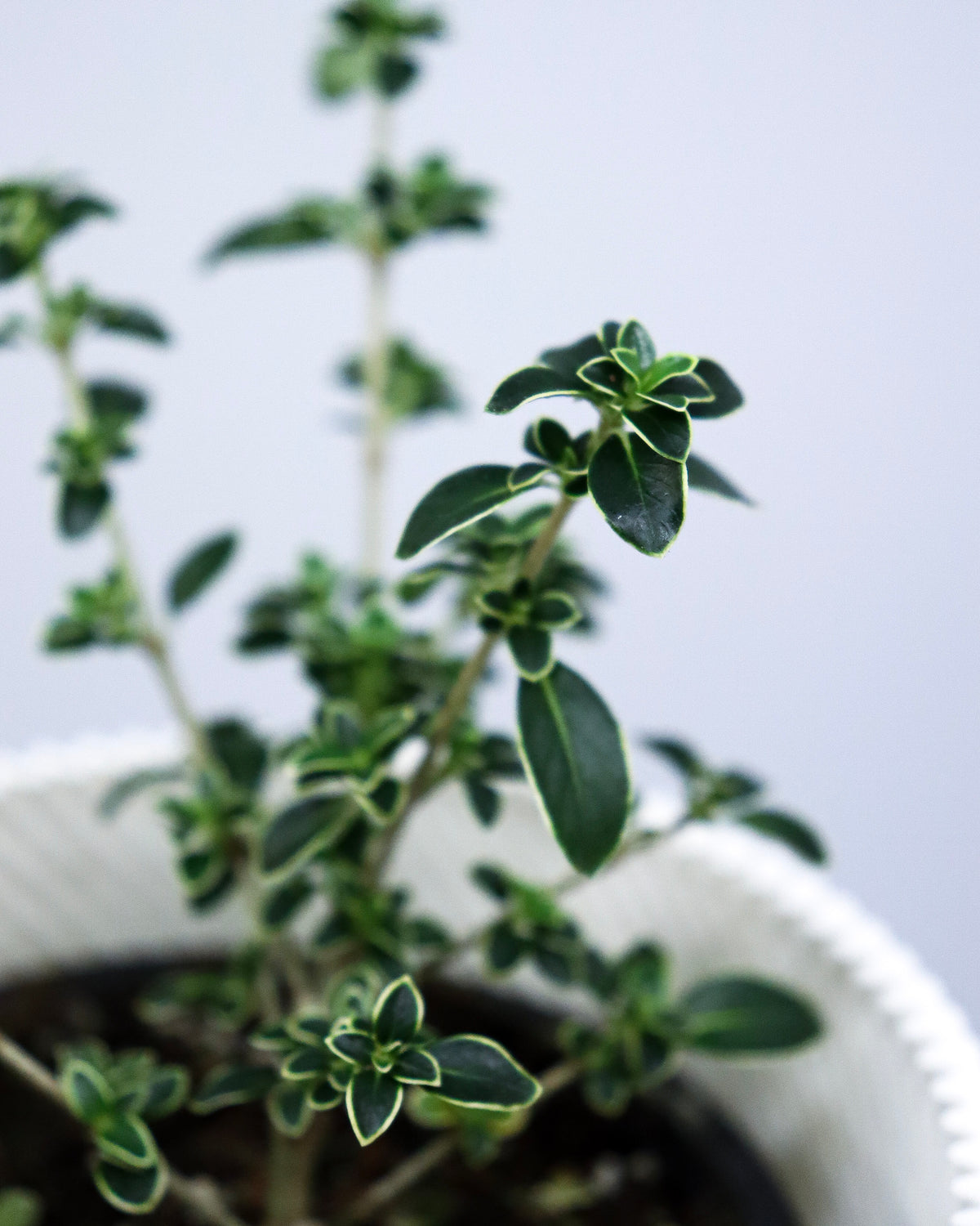 Serissa Japonica