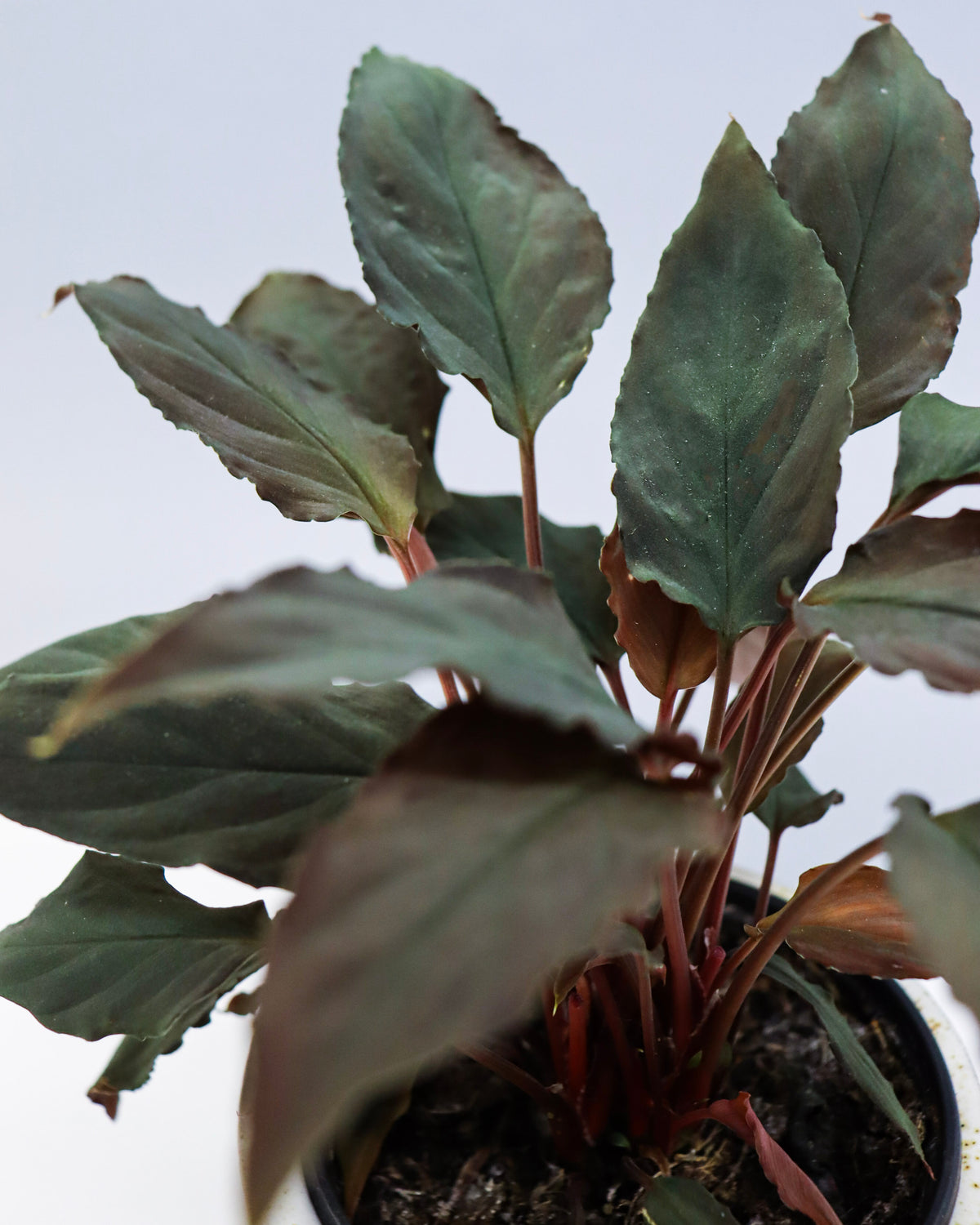 Homalomena « Humilis » black form