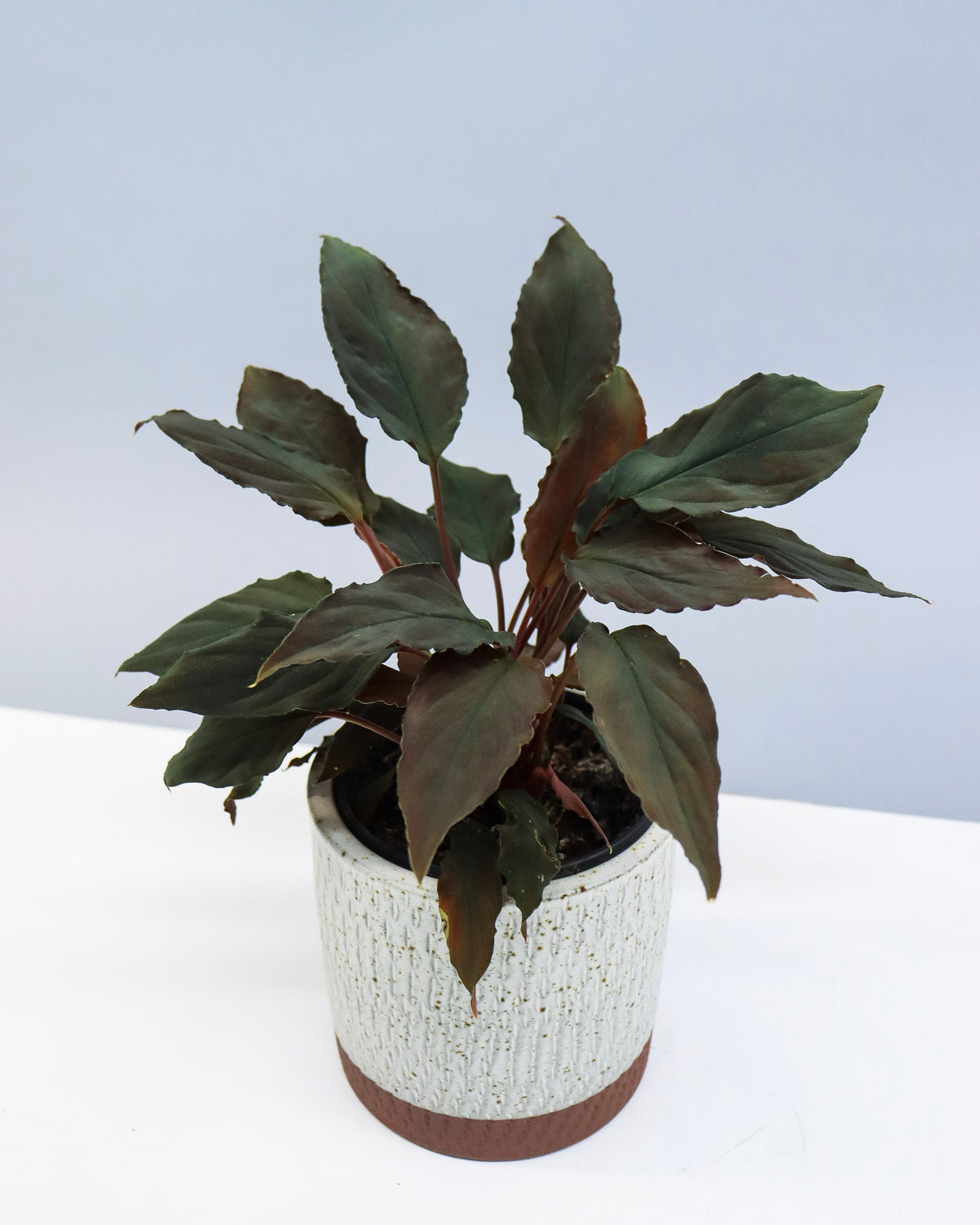 Homalomena « Humilis » black form