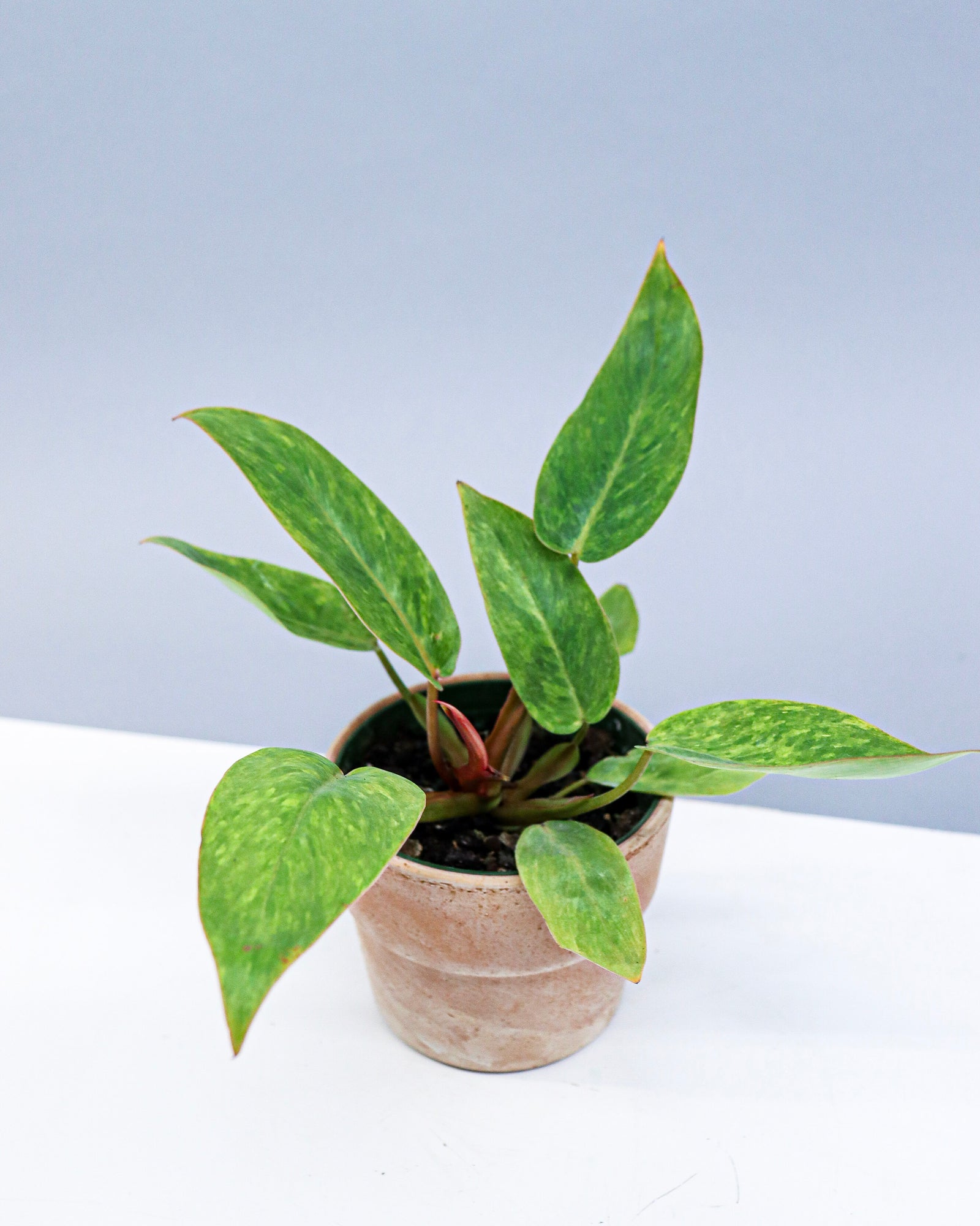 Philodendron « Painted Lady »