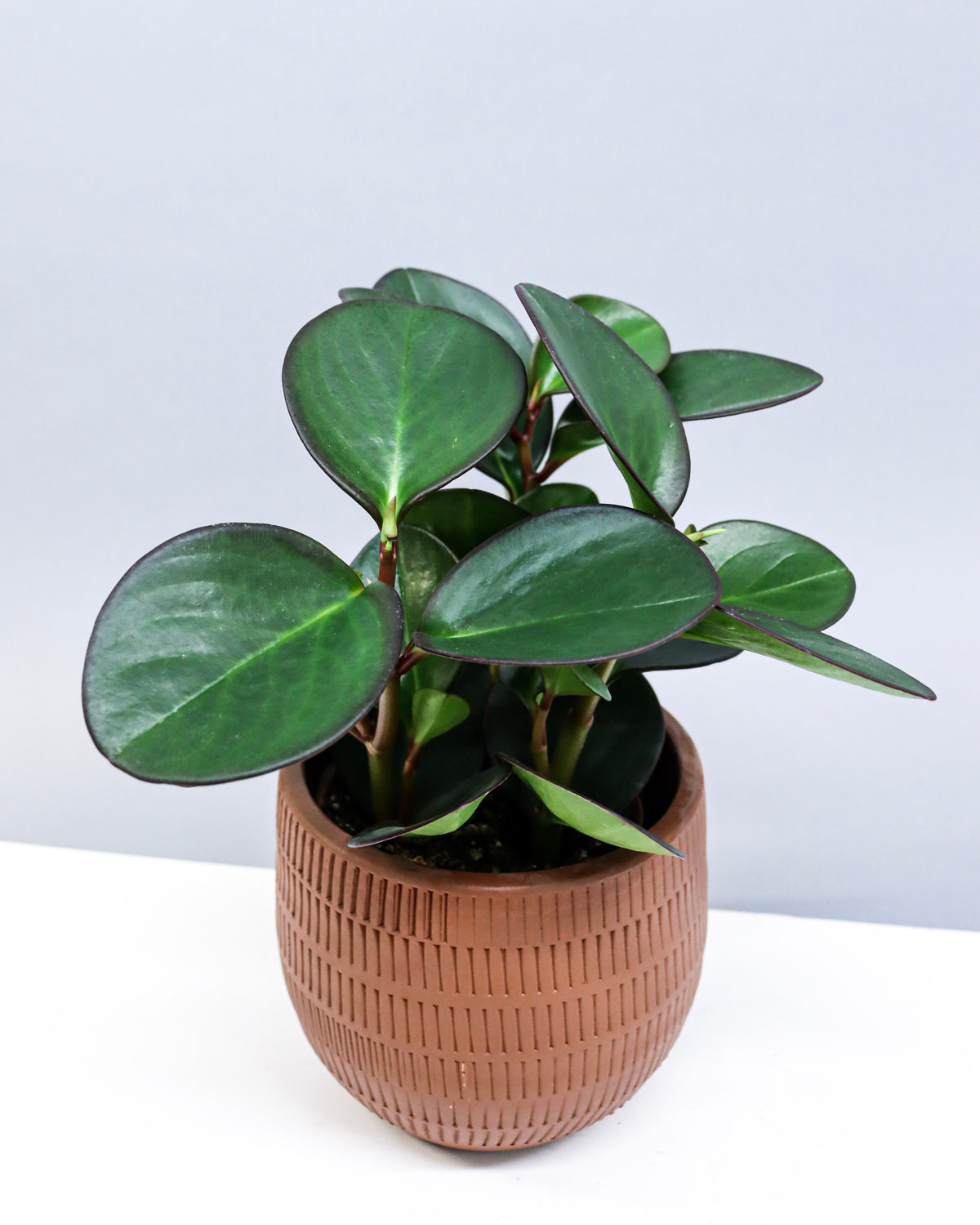 Peperomia obtusifolia « Red Edge »