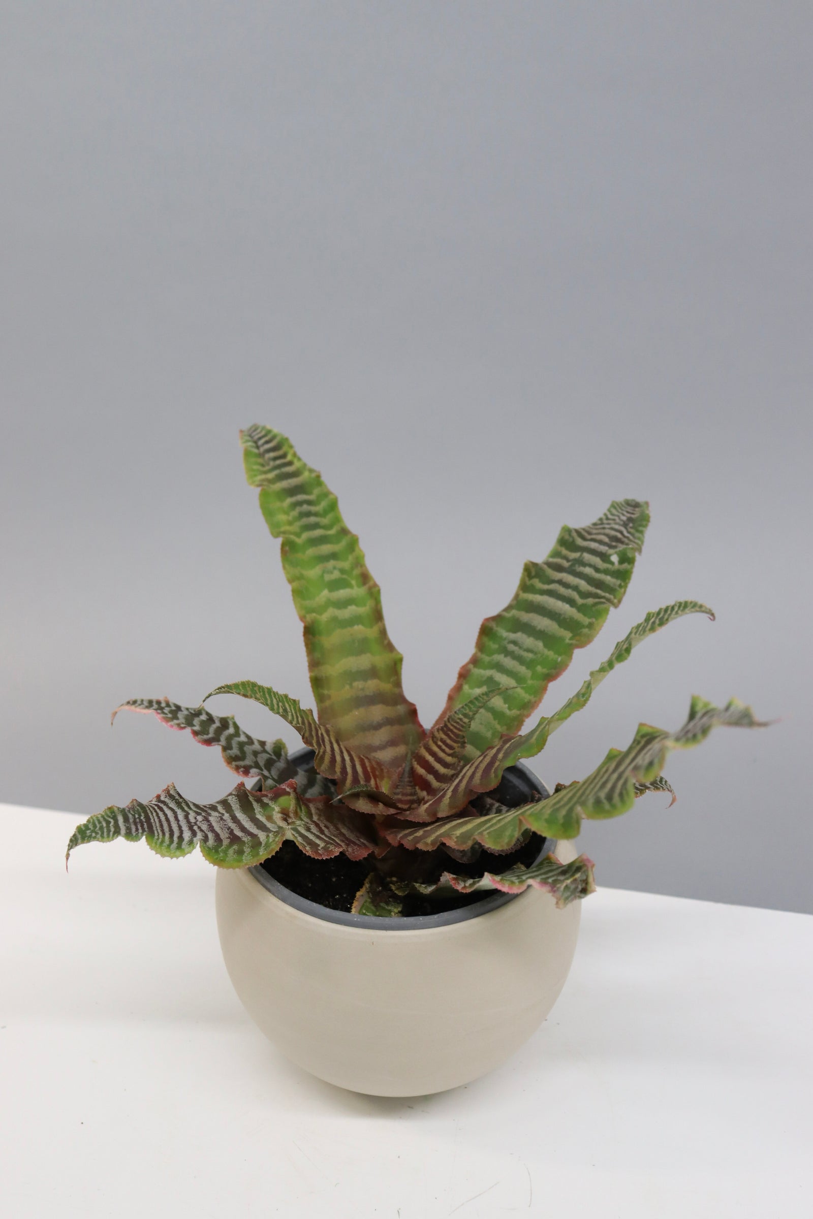 Cryptanthus
