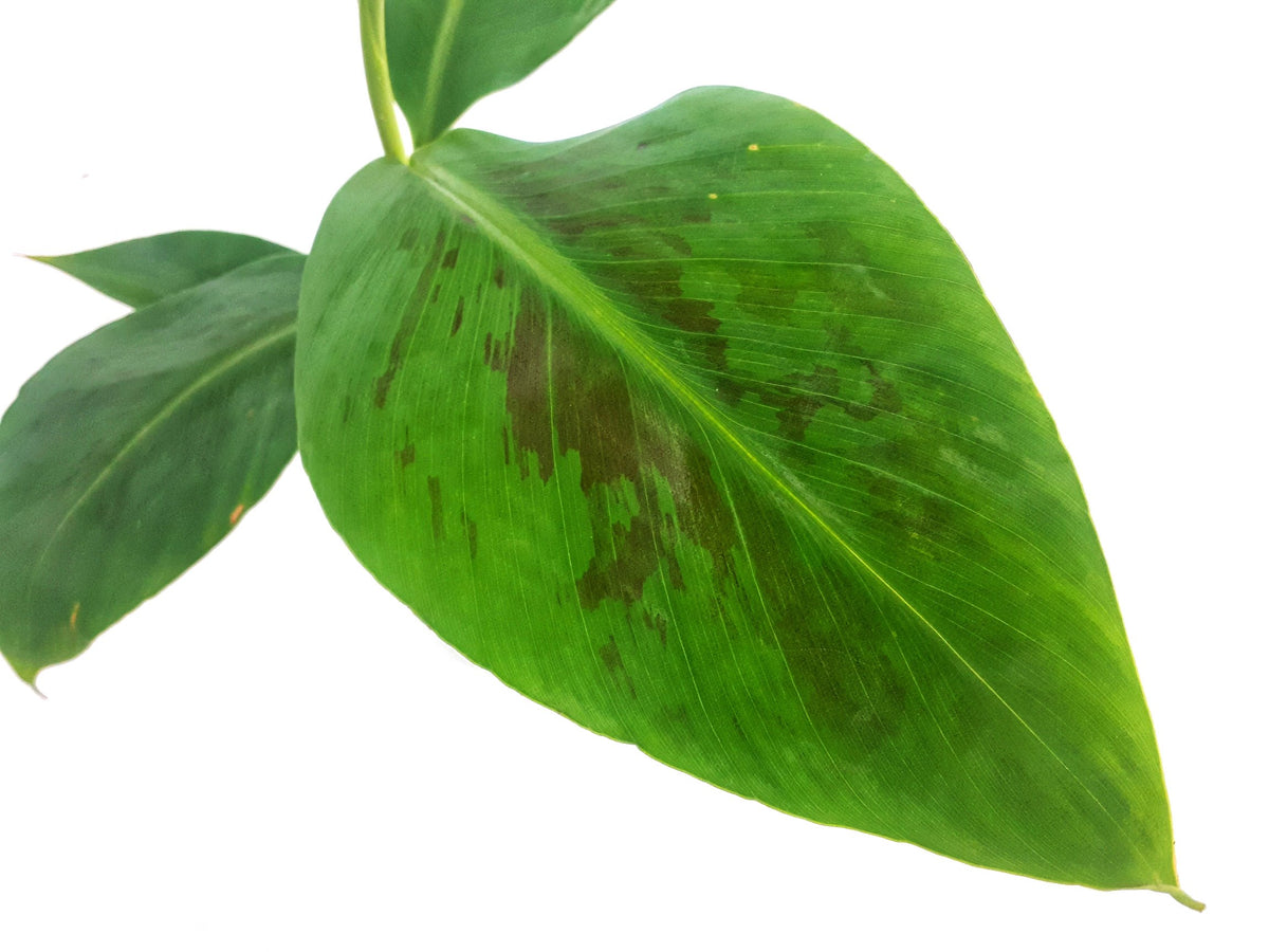 Bananier « Cavendish »