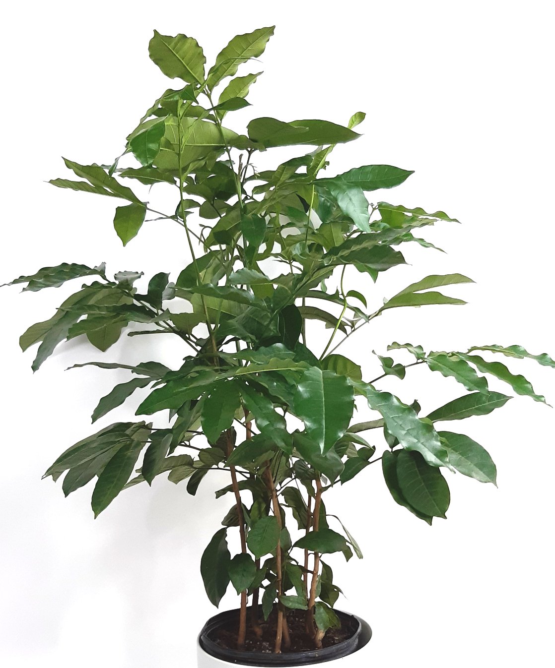 Natal Mahogany