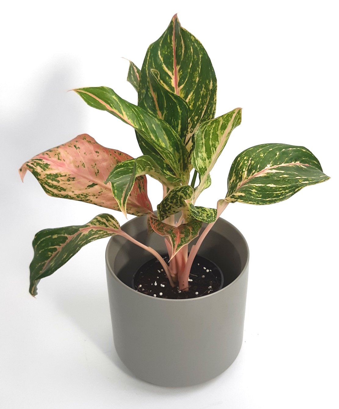 Aglaonema « Sparkling Sarah »