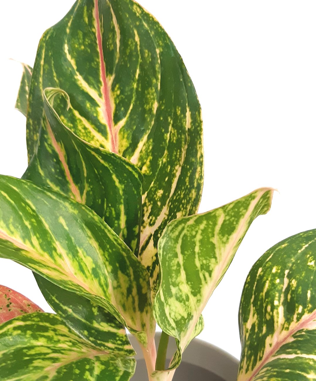 Aglaonema « Sparkling Sarah »