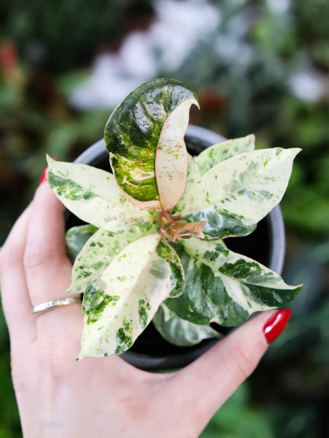 Ficus elastica shivereana « Moonshine »