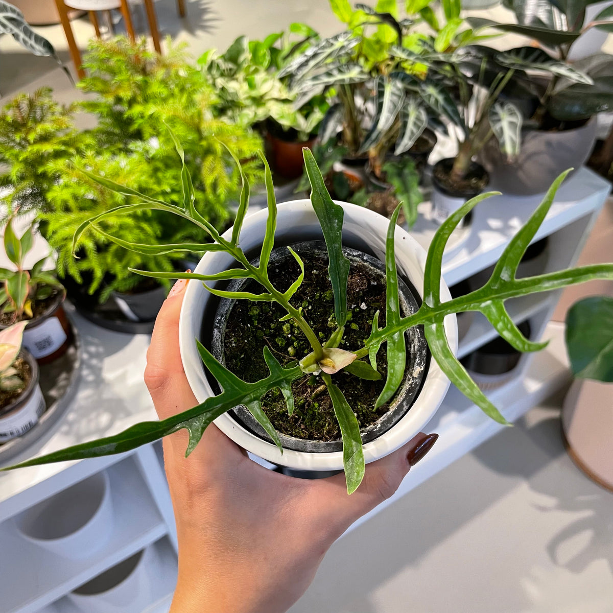 Philodendron Tortum