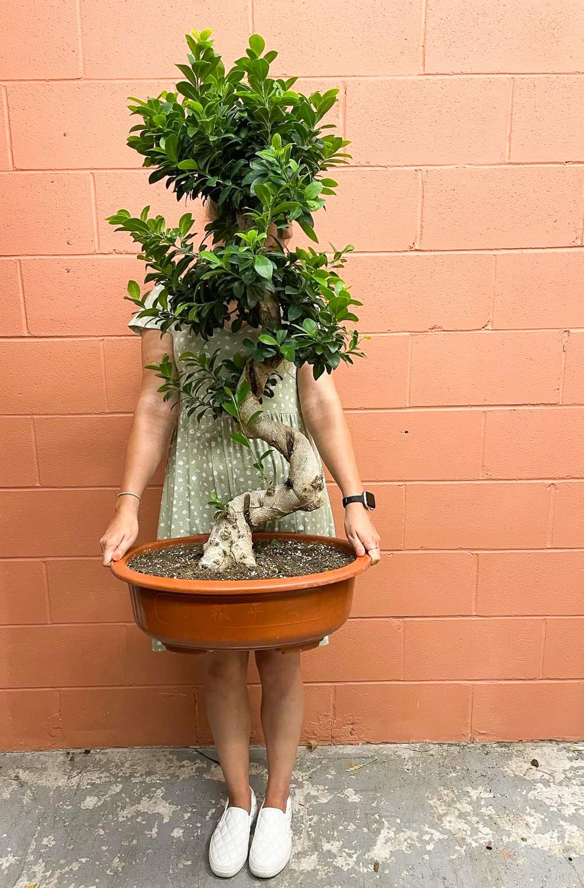 Ficus microcarpa « Ginseng »