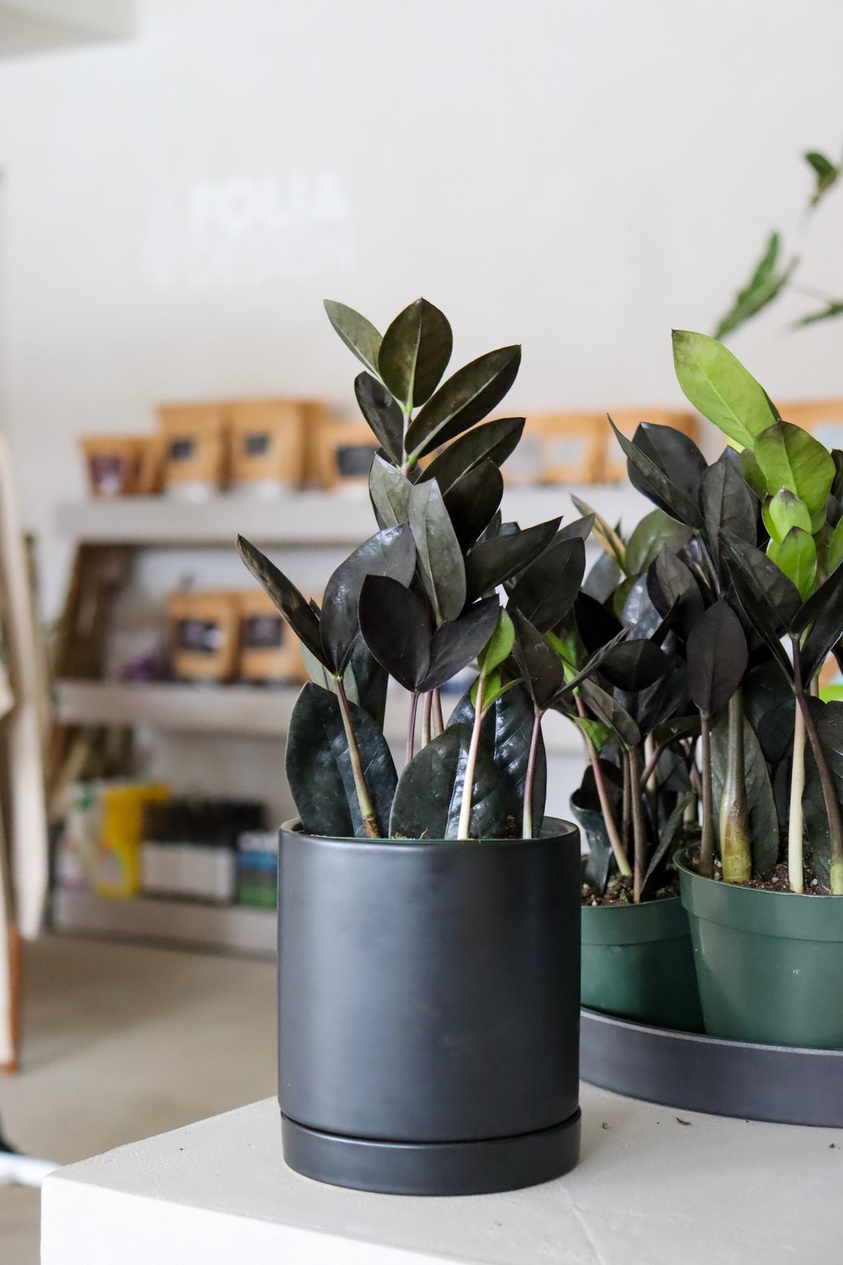 Zamioculcas zamiifolia « Raven »