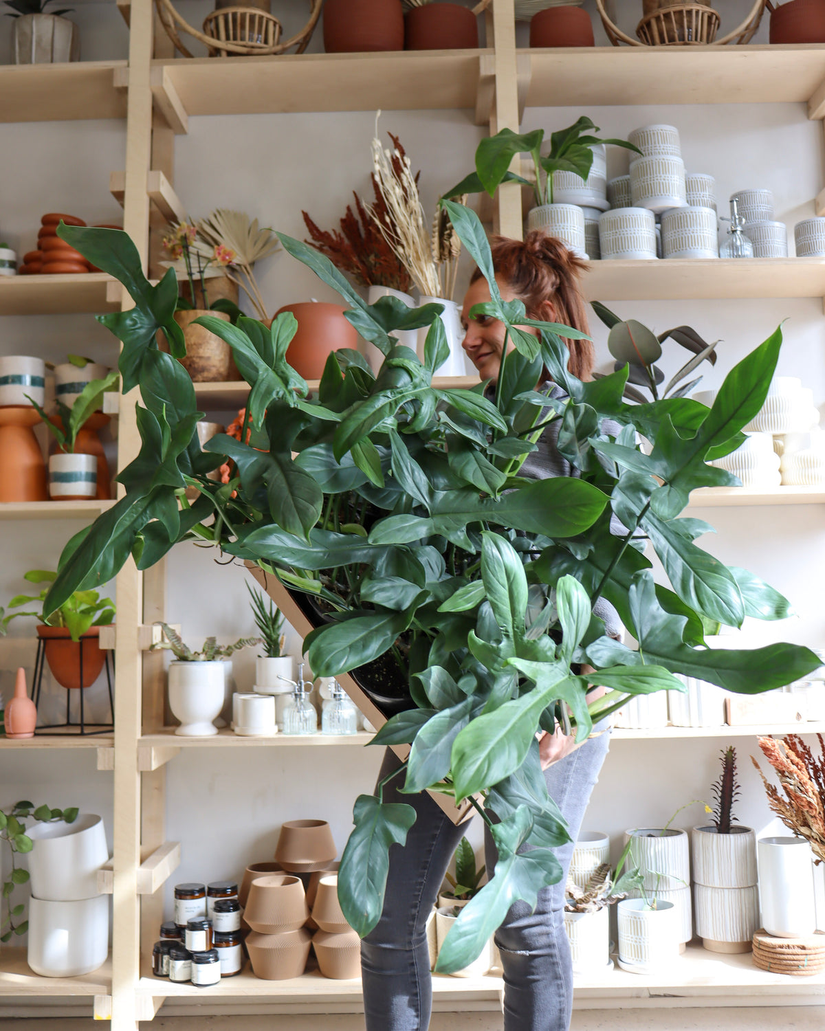 Philodendron bipennifolium