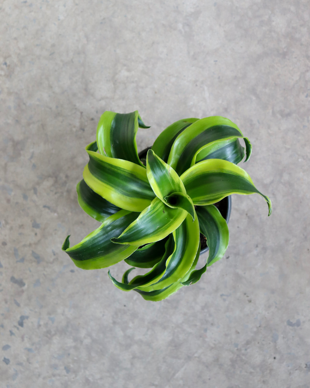 Dracaena «Yellow Tornado»