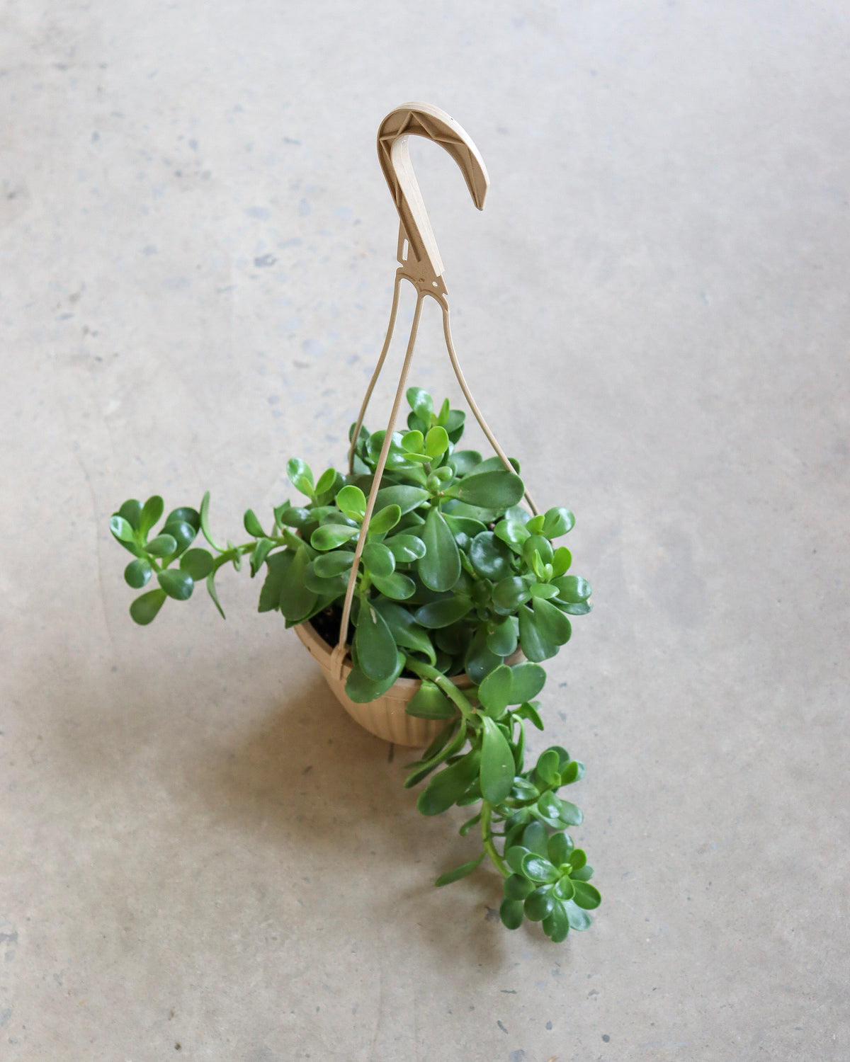Senecio Jacobsenii « Trailing Jade »