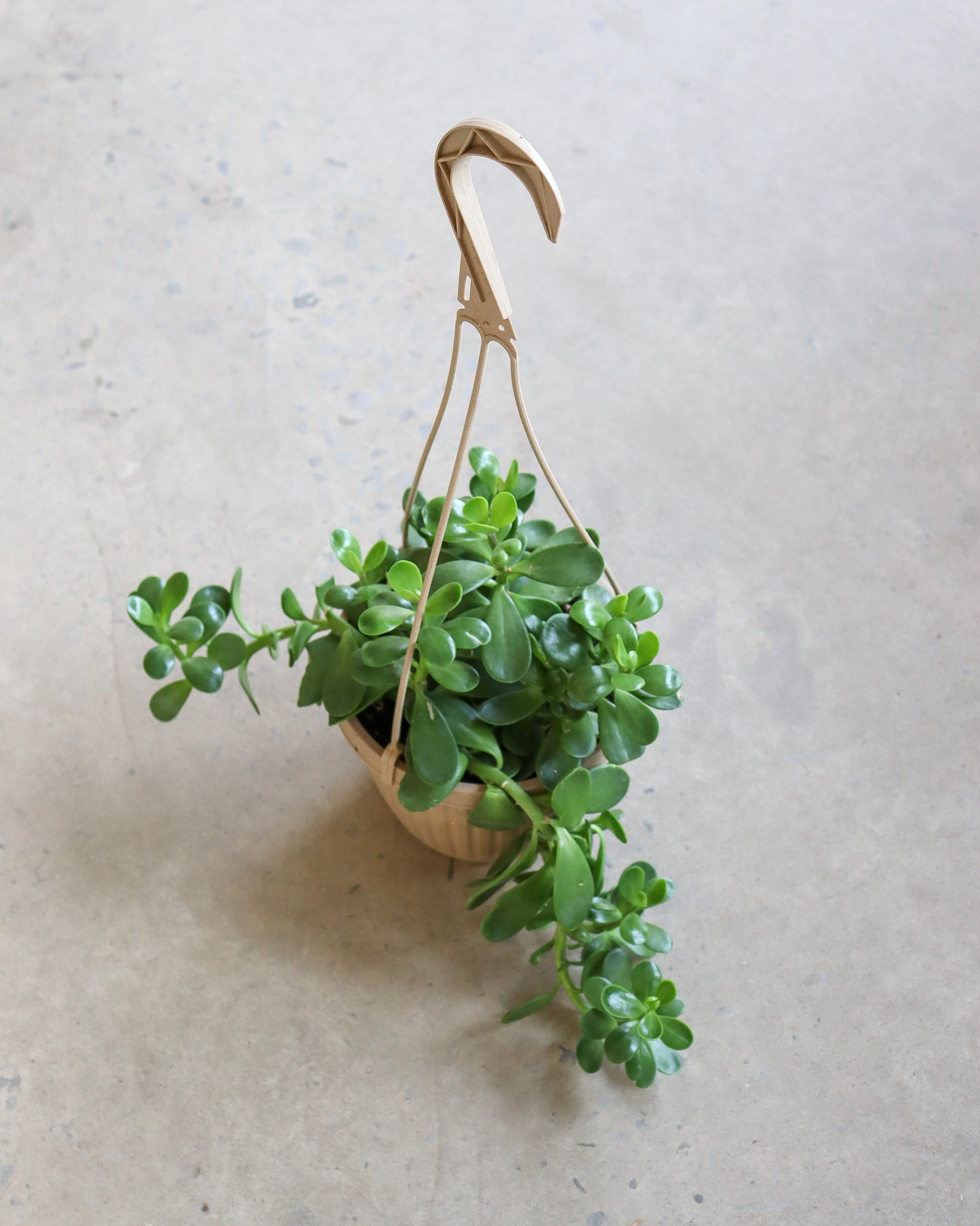 Senecio Jacobsenii « Trailing Jade »