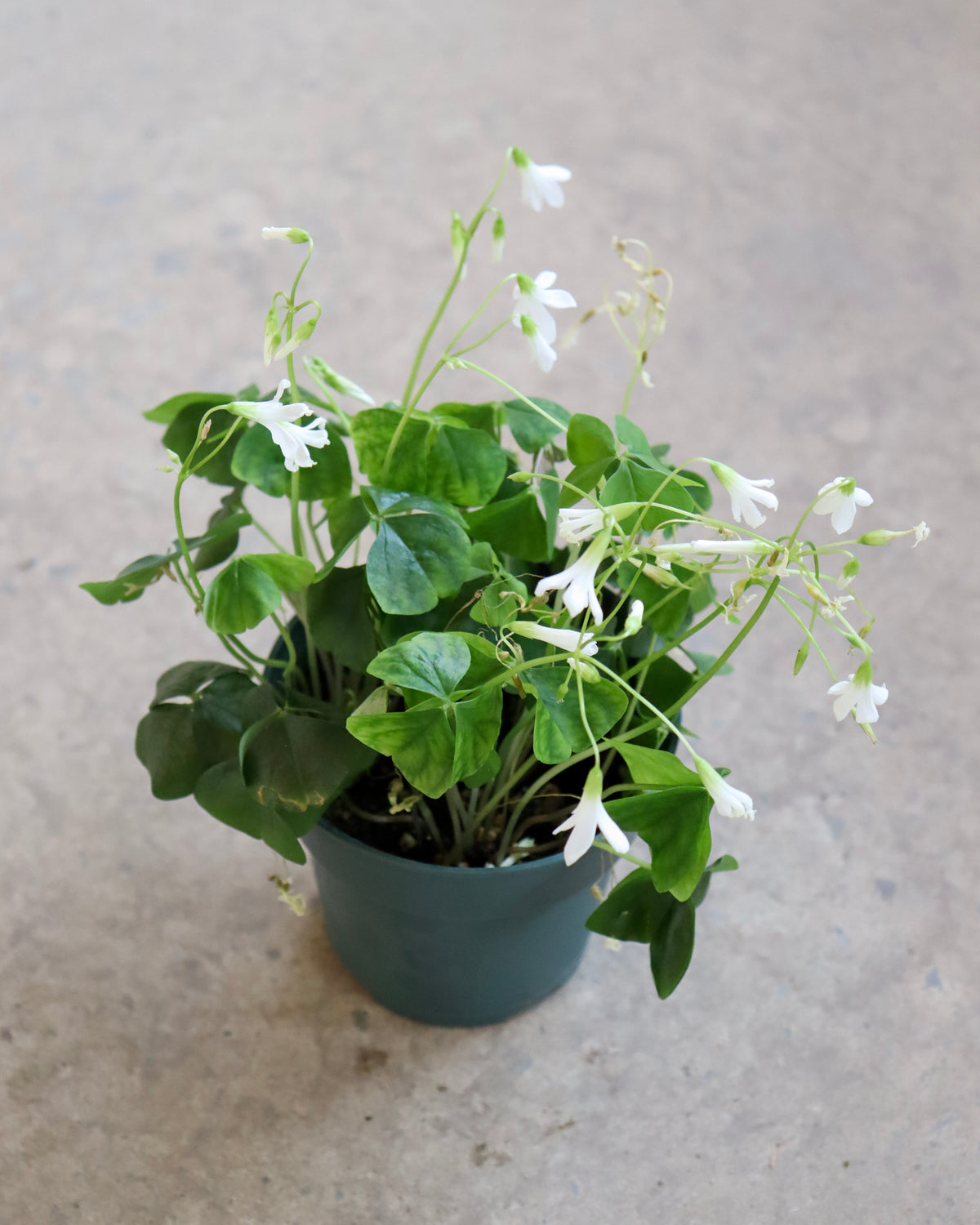 Oxalis triangularis « Vert »