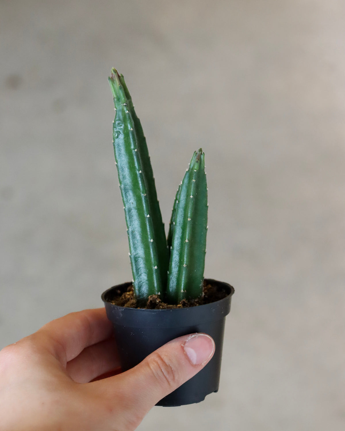 Stapelia leendertziae