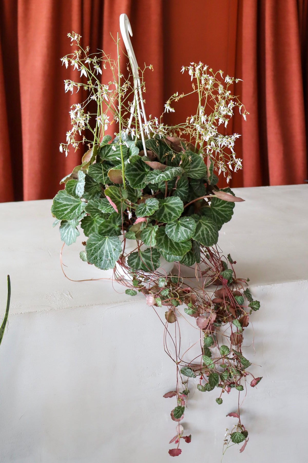 Saxifraga stolonifera