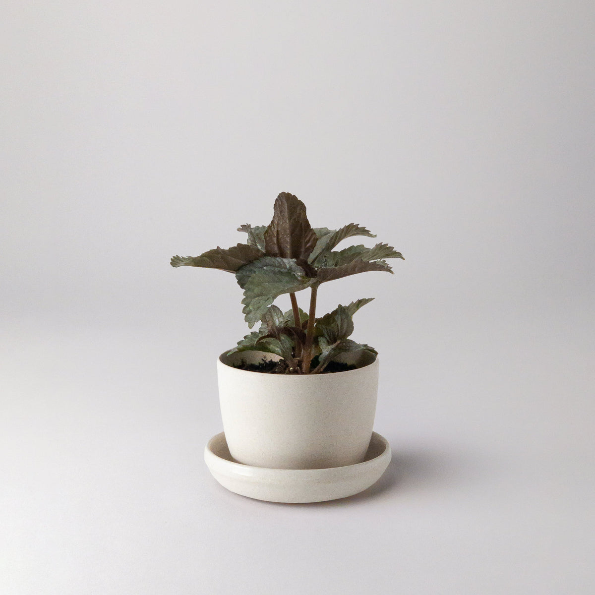Mini pot