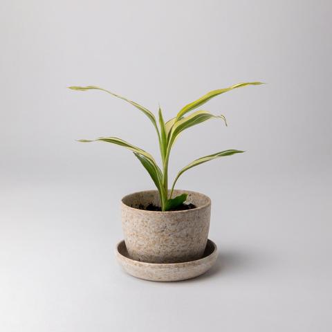 Mini pot