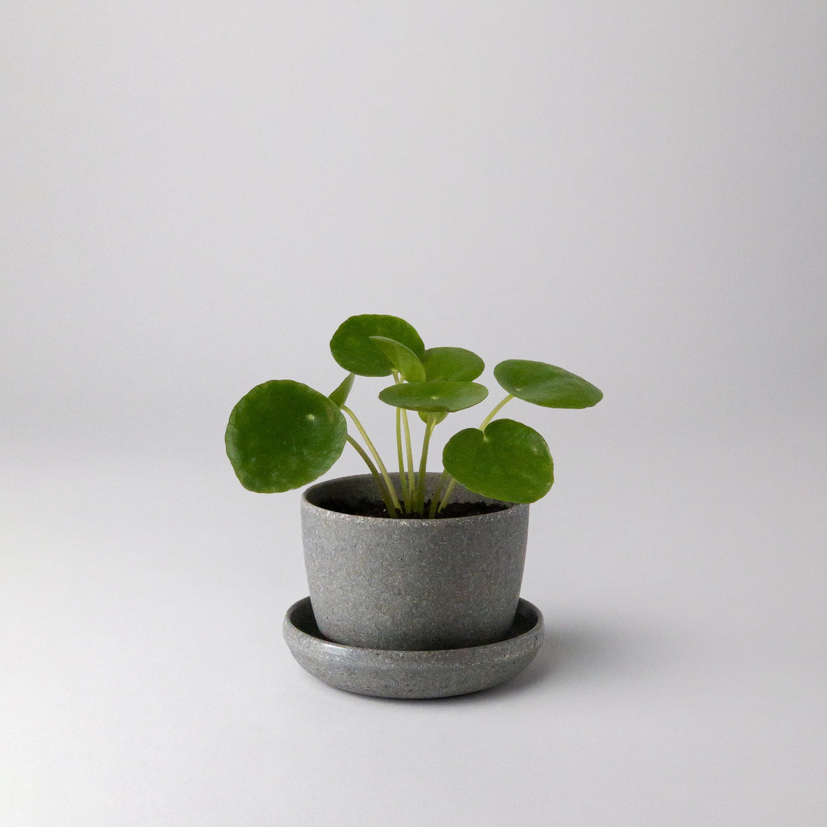 Mini pot