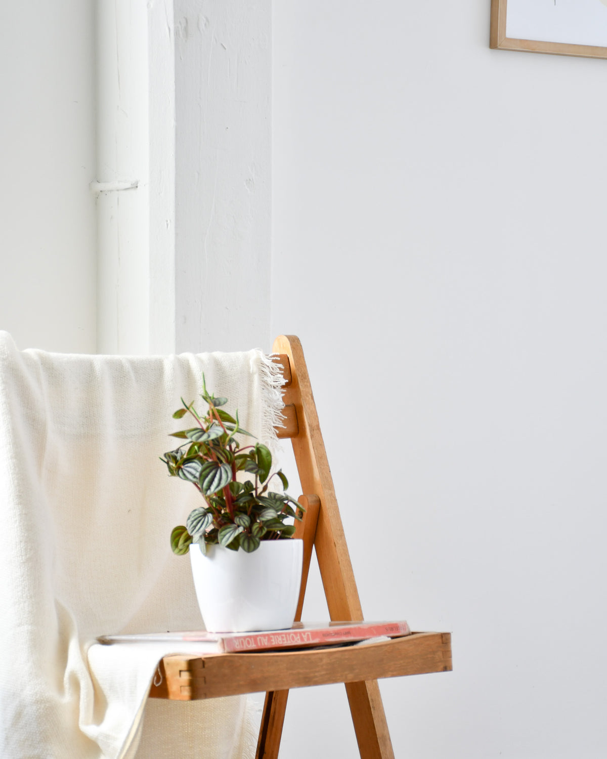 Peperomia « Piccolo Banda »