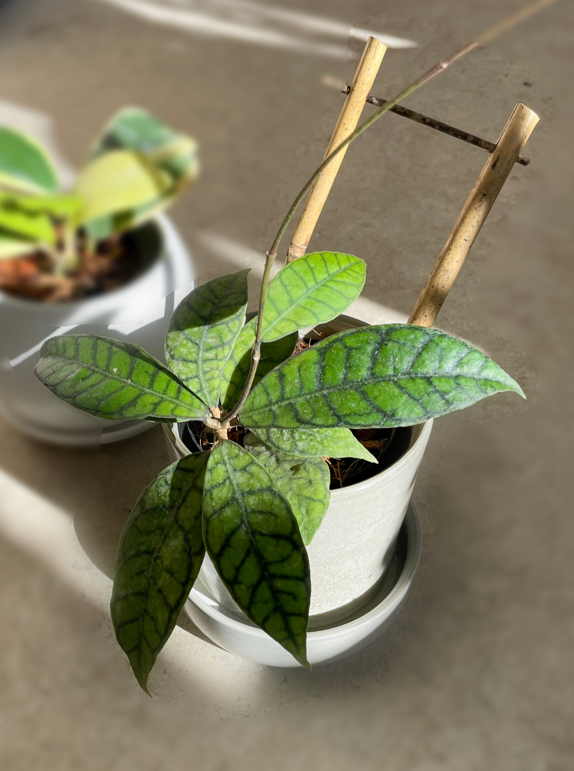 Hoya Callistophylla