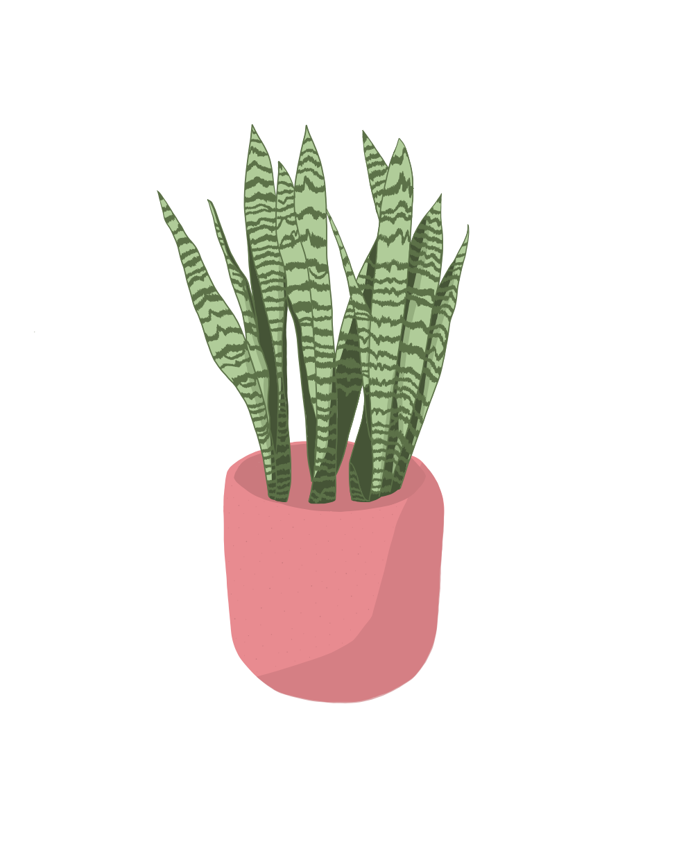 Illustration Alexandra Collin