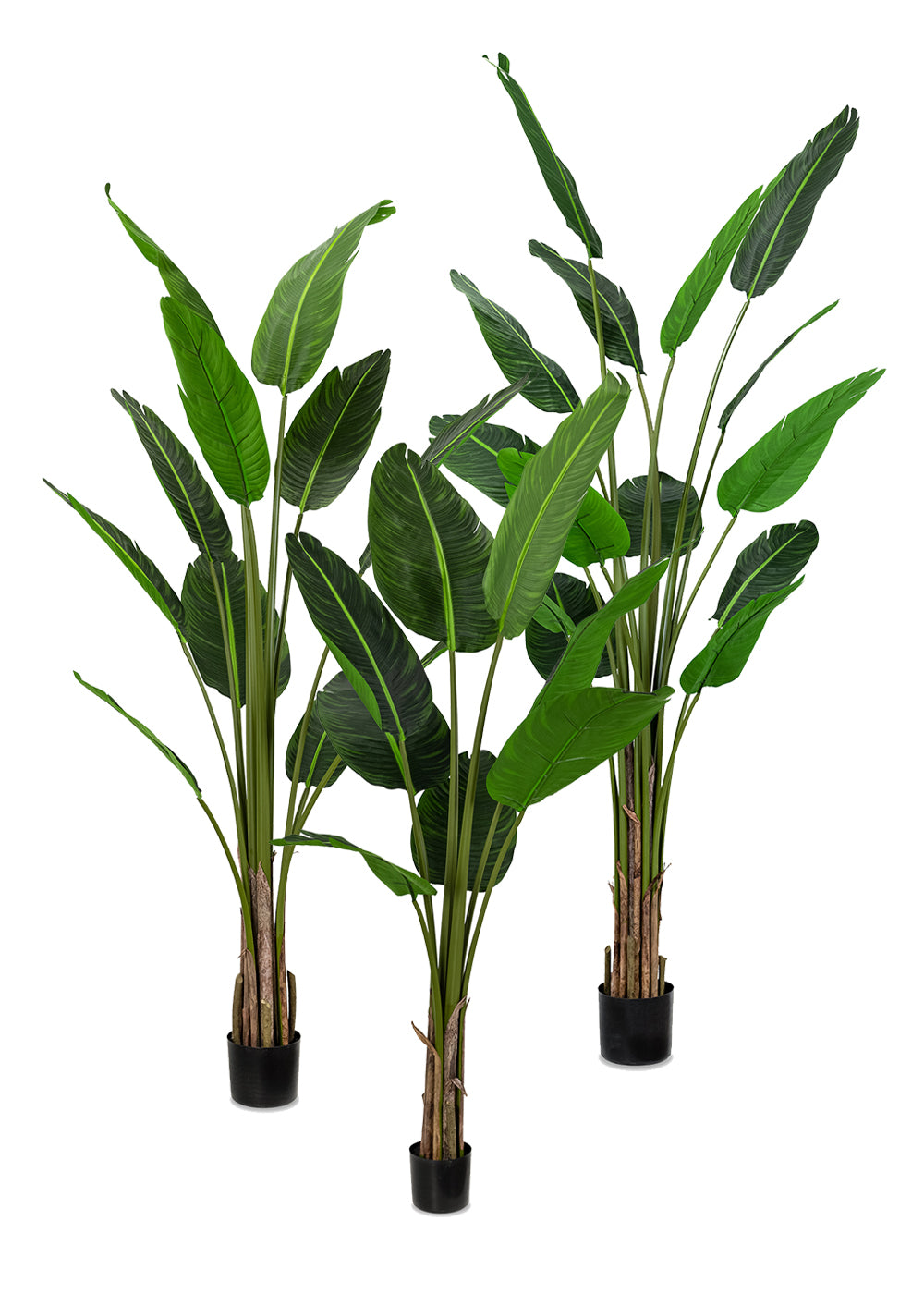 Strelitzia
