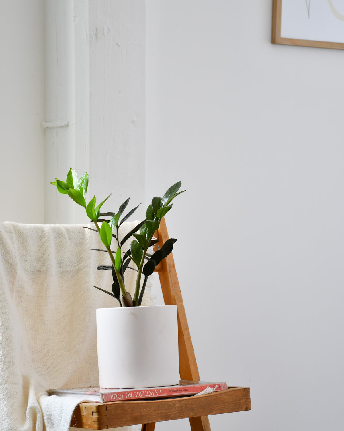 Zamioculcas zamiifolia « Raven »